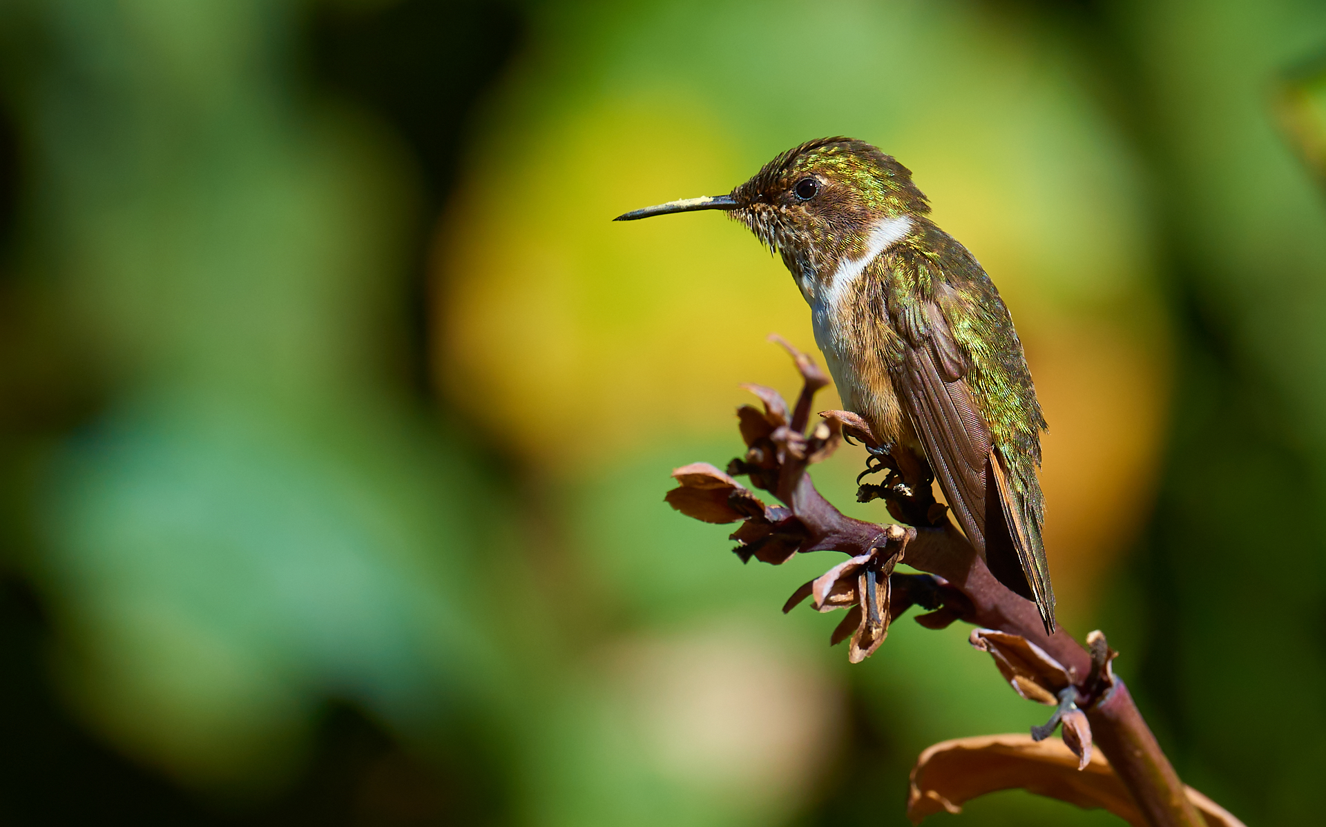 Colibrì