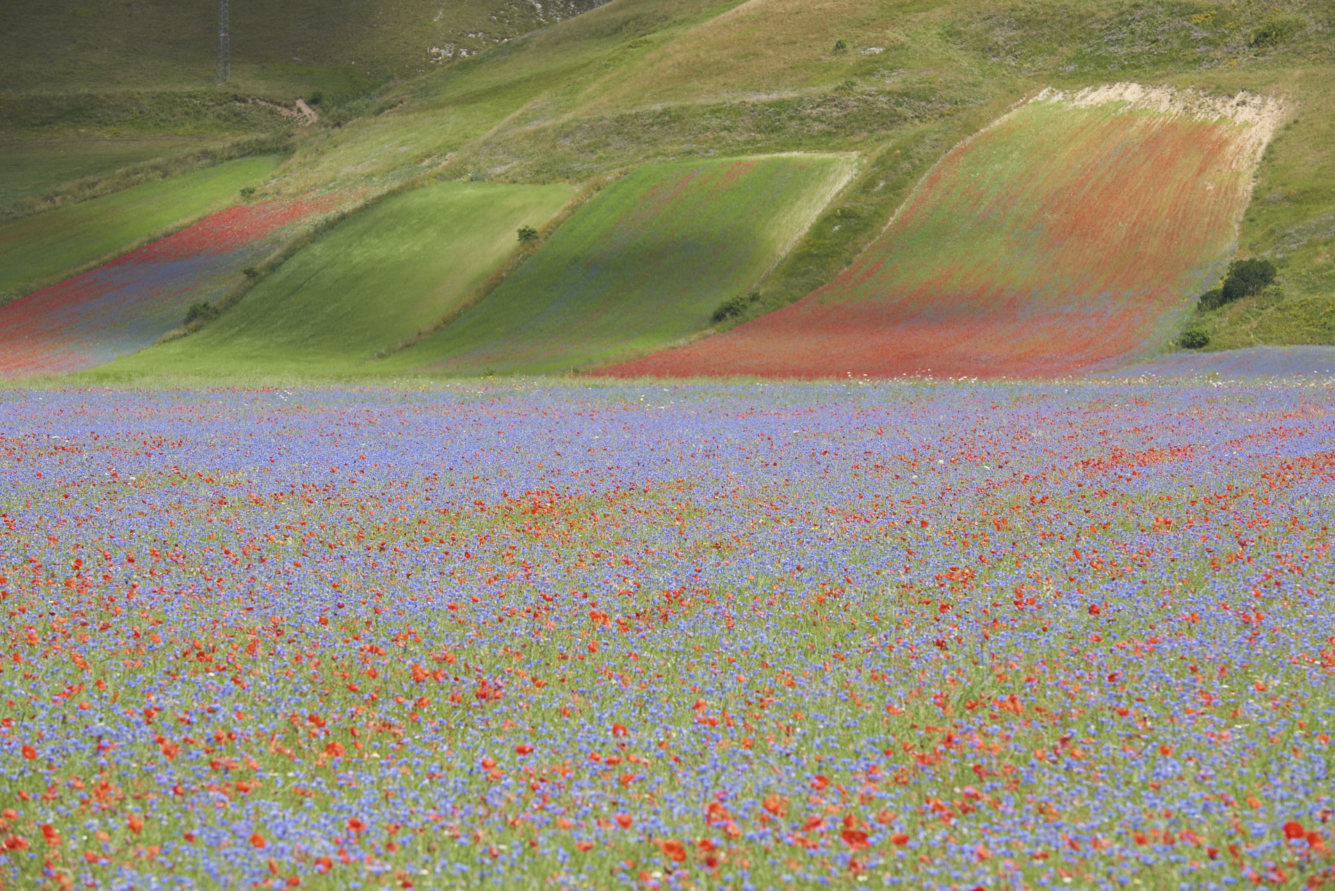 Castelluccio di Norcia