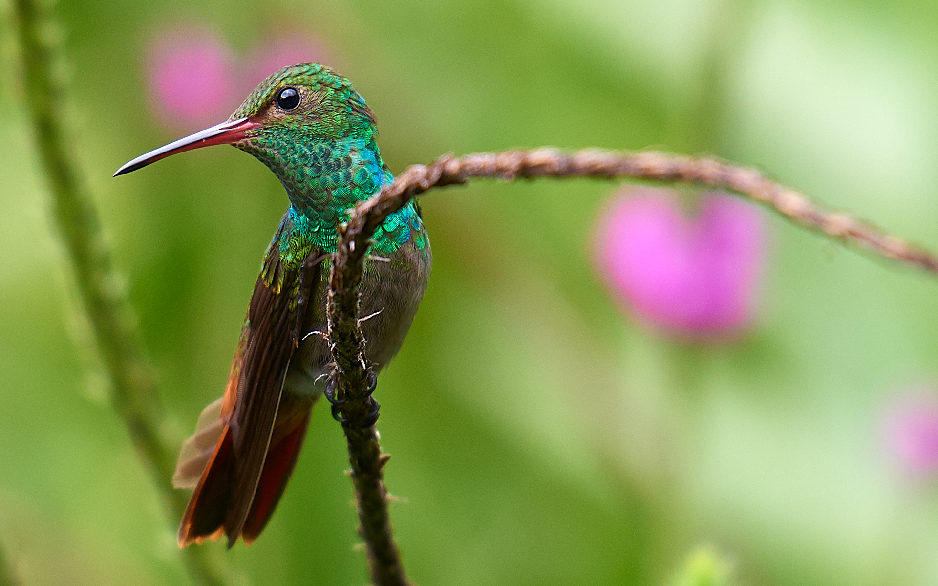 Colibrì