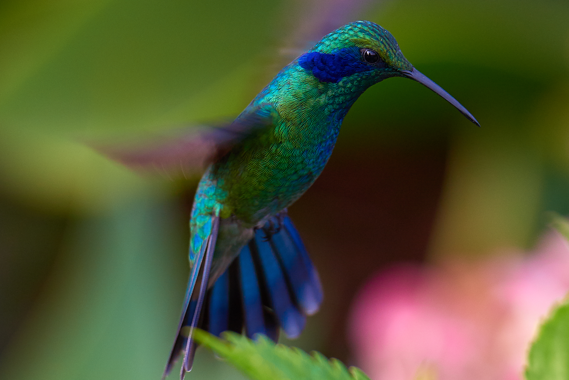 Colibrì