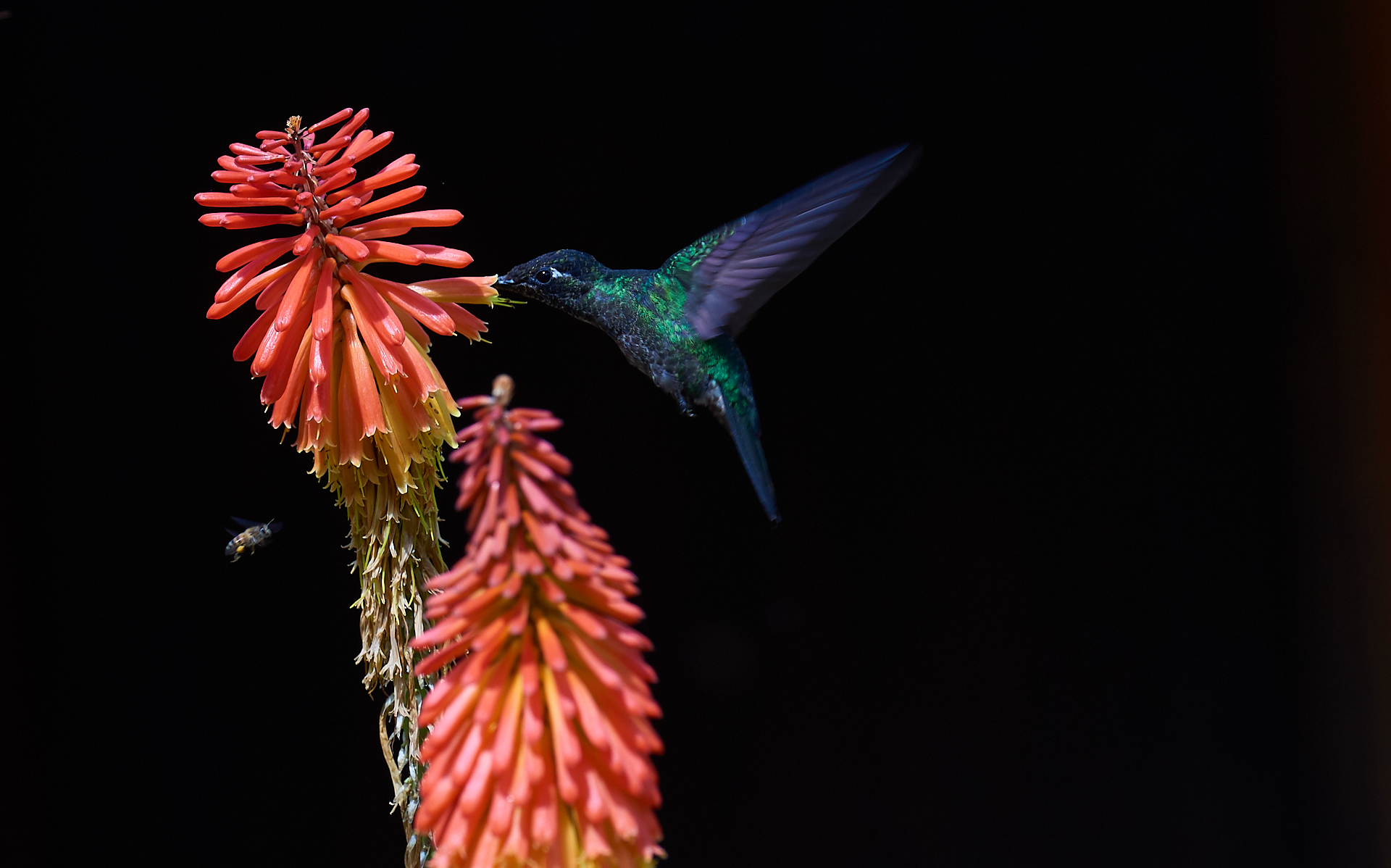 Colibrì