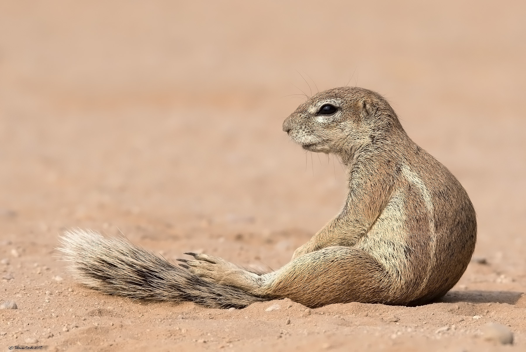 Cape Squirrel (Xerus Inauris) Kalahari