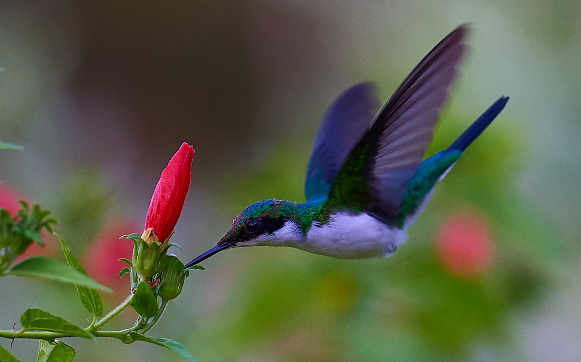 Colibrì