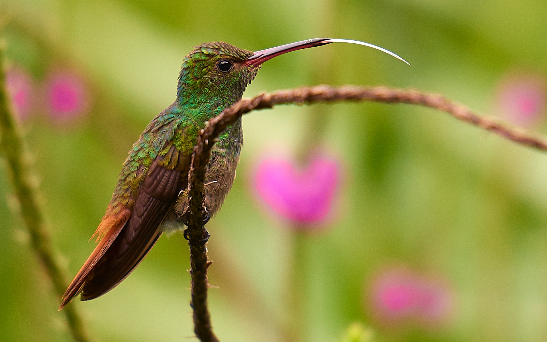 Colibrì