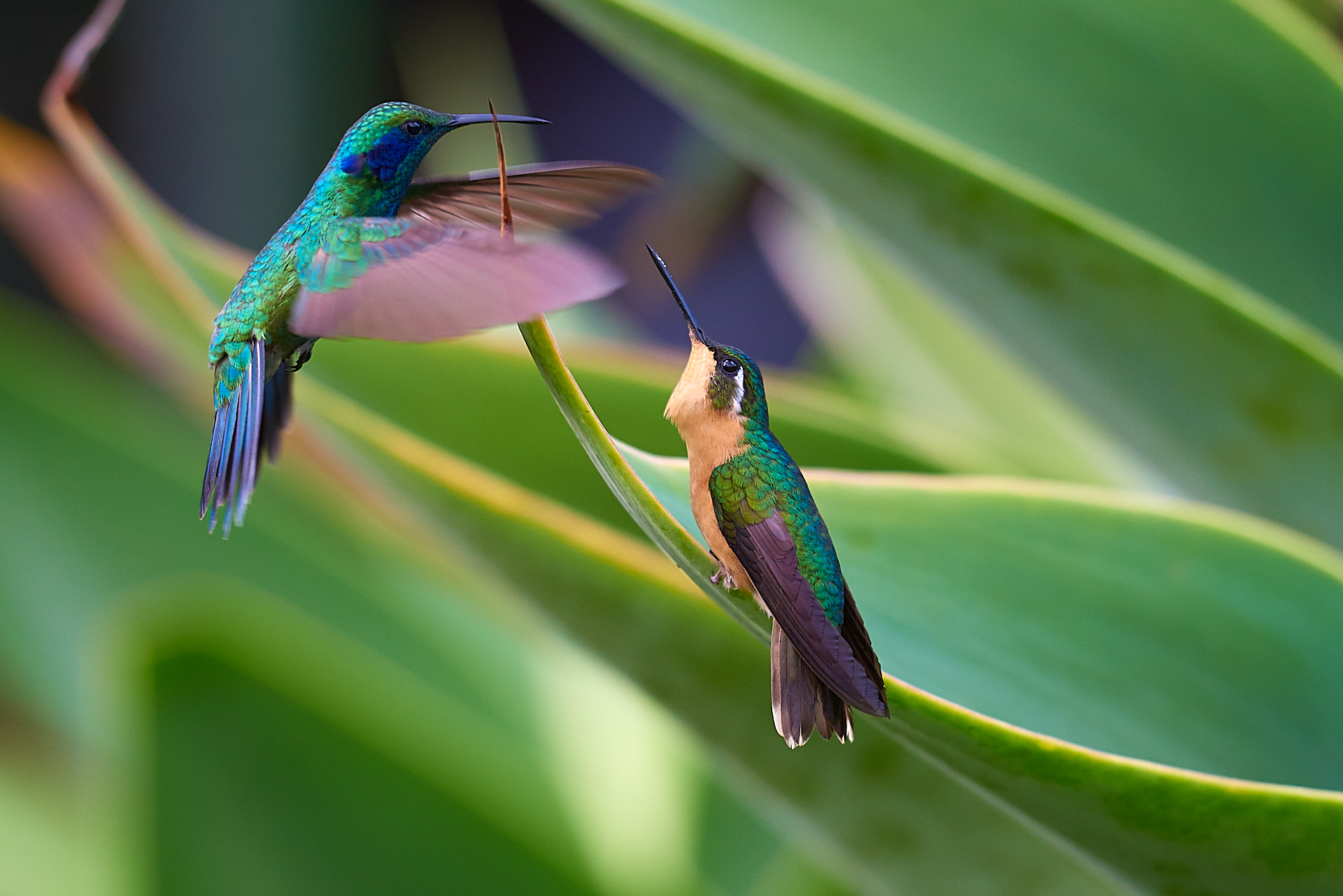 Colibrì