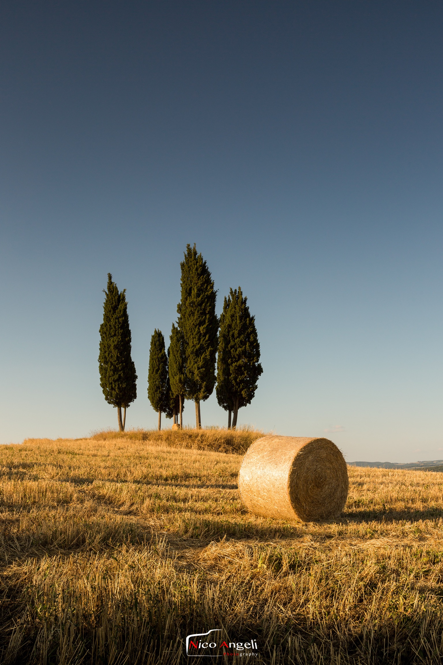 Cipressi al tramonto