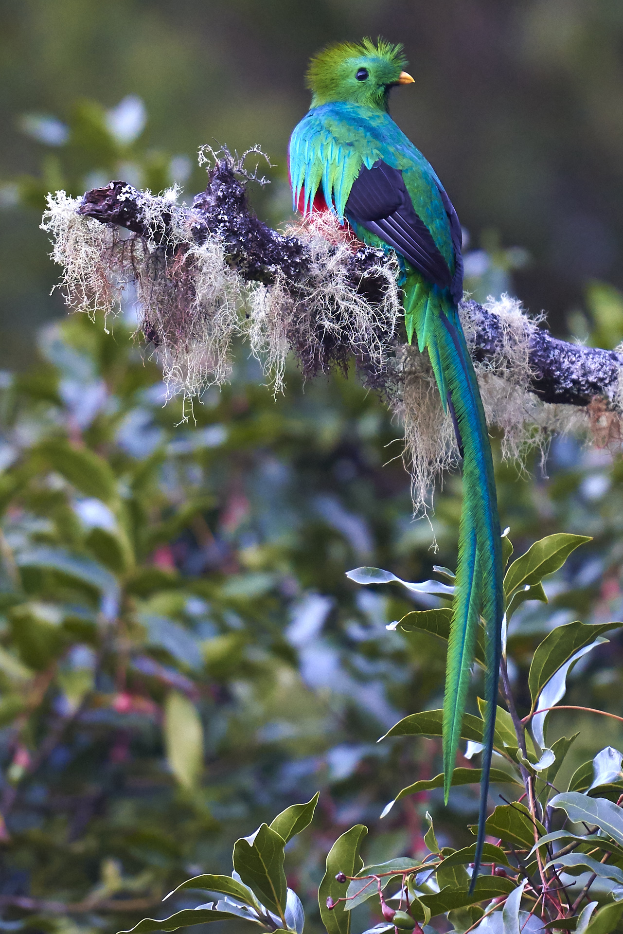 Splendente Quetzal