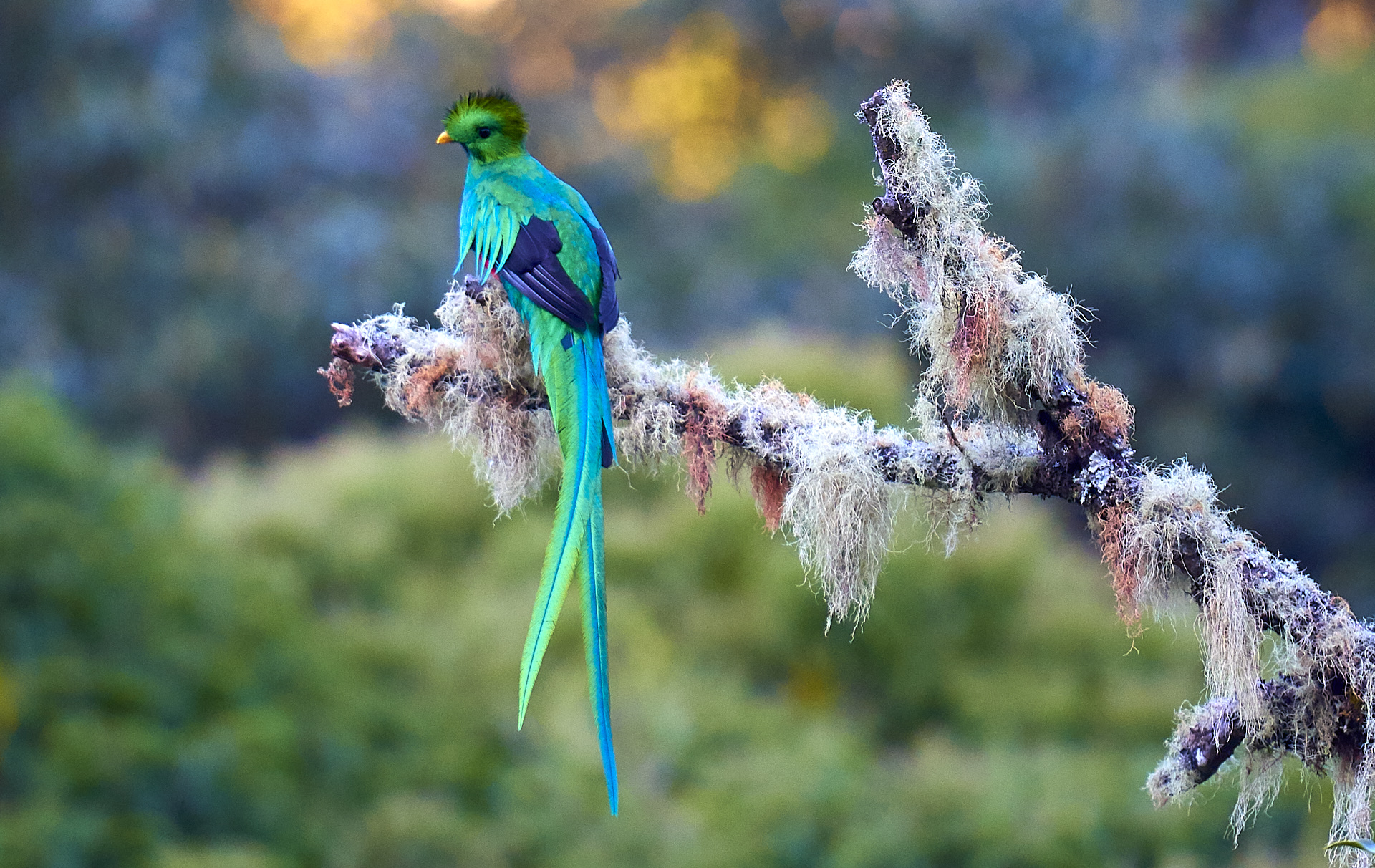 Splendente Quetzal (San Gerardo de Dota) Costa Rica