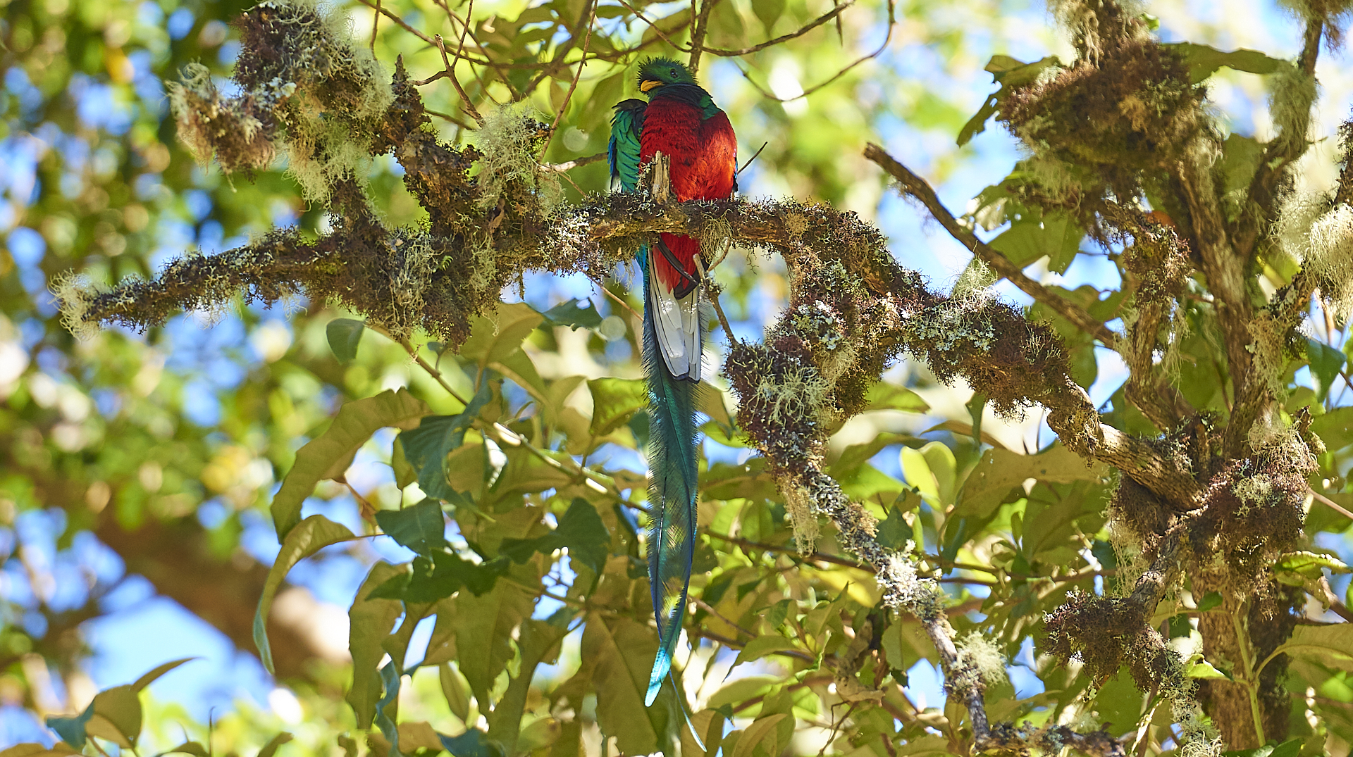 Splendente Quetzal (San Gerardo de Dota) Costa Rica