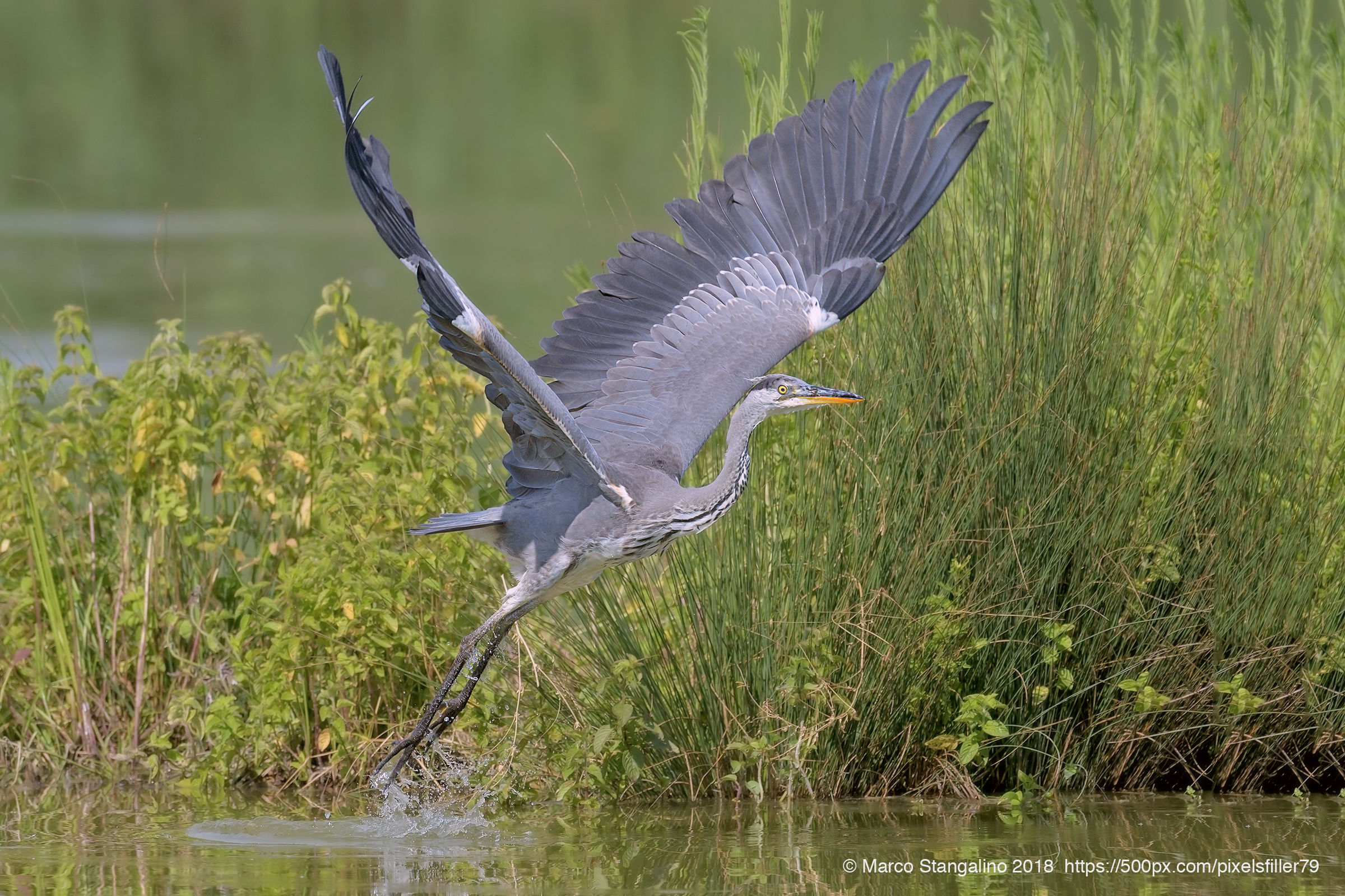Take Off Heron