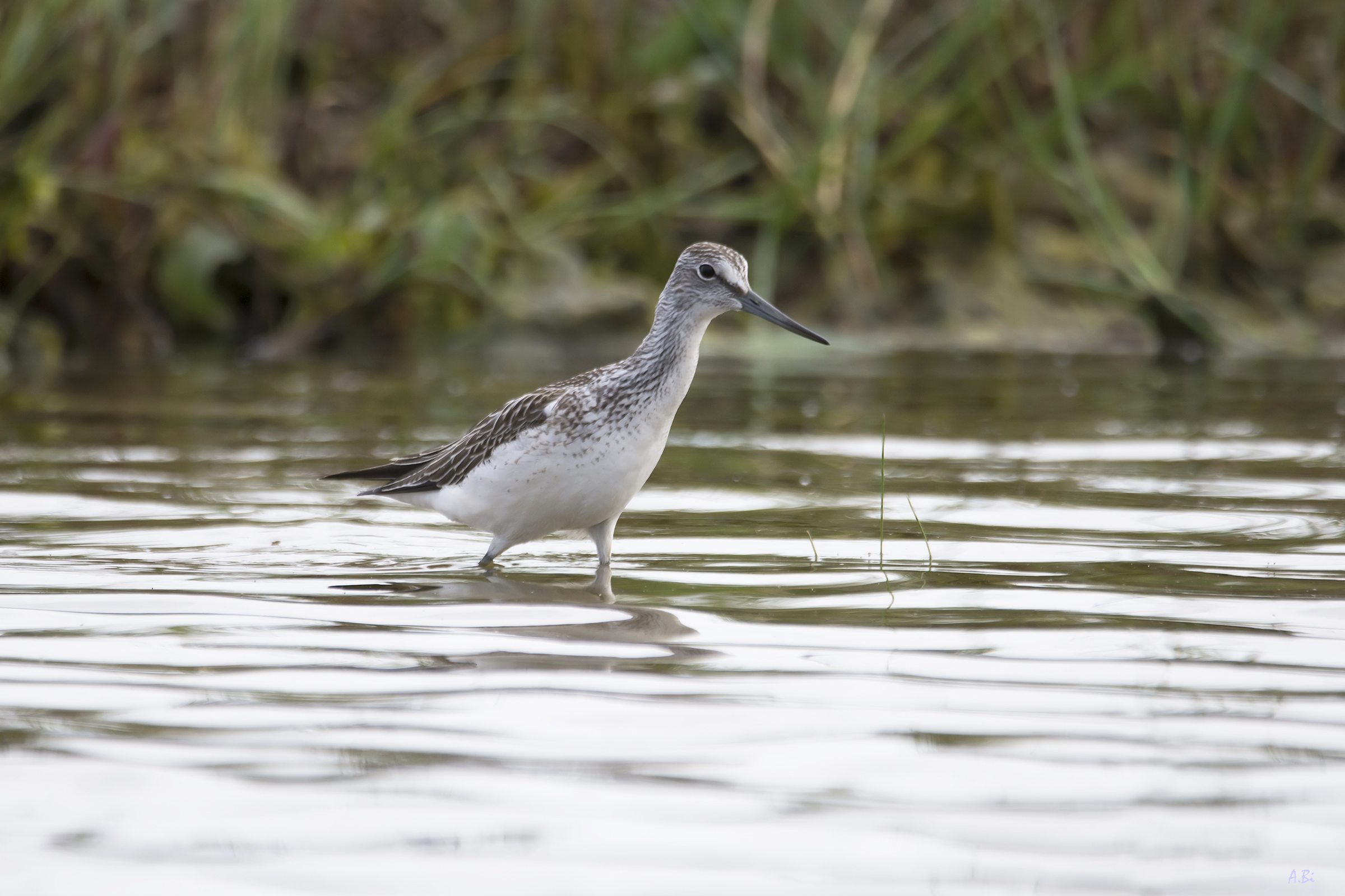 Greenshank