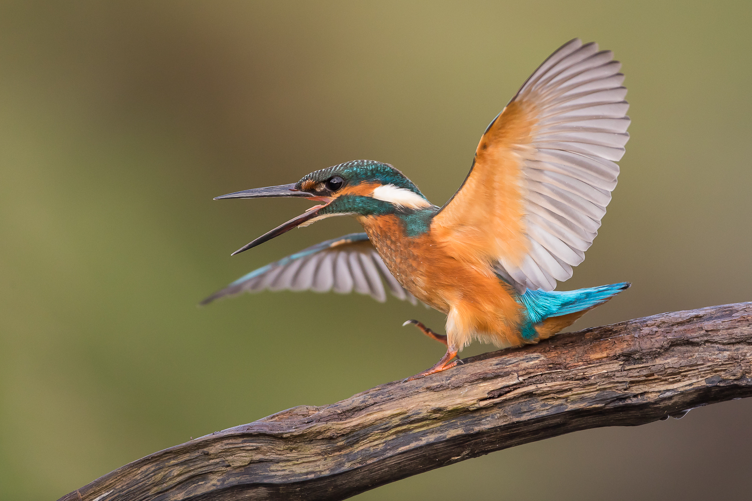 Kingfisher