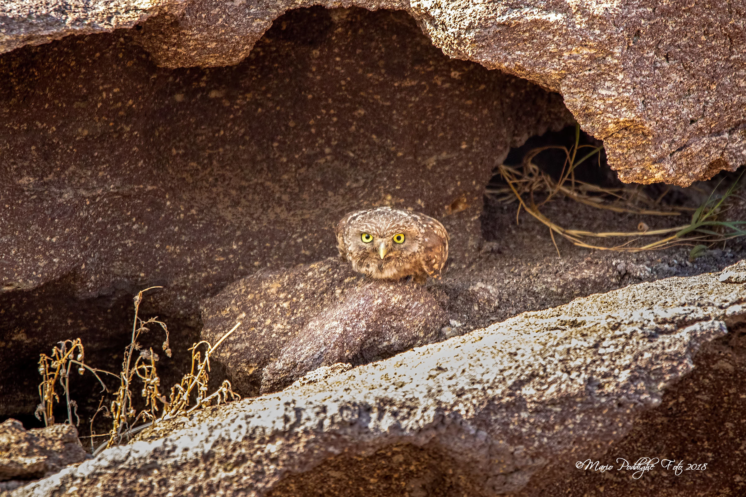 Regina di mimetismo in un anfratto ma gli occhi....