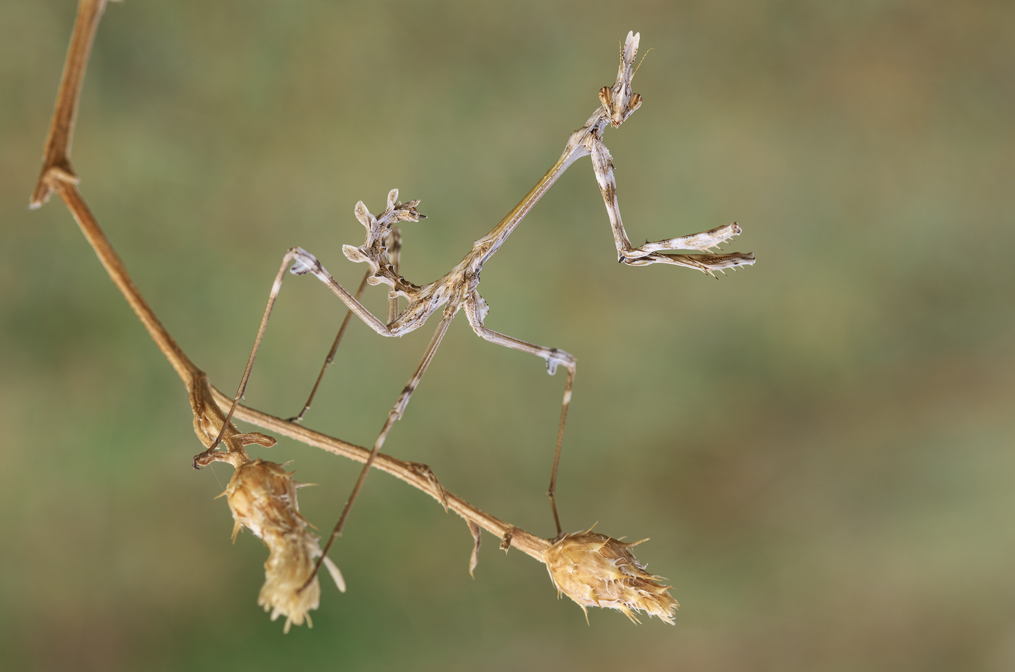 Empusa fasciata