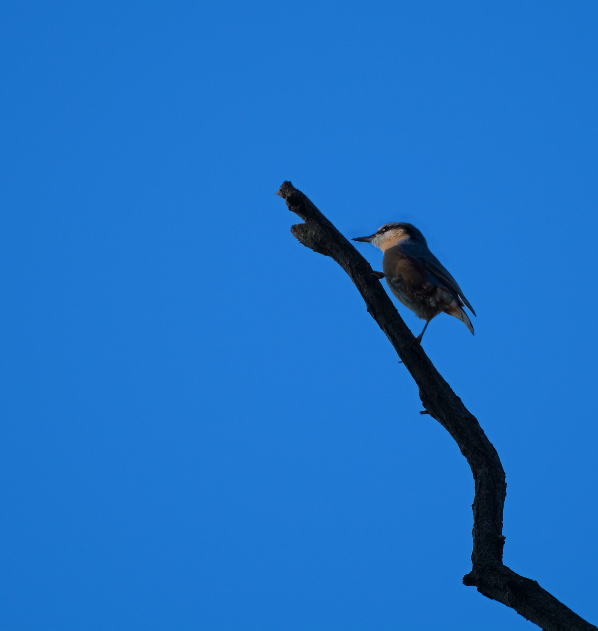 Nuthatch