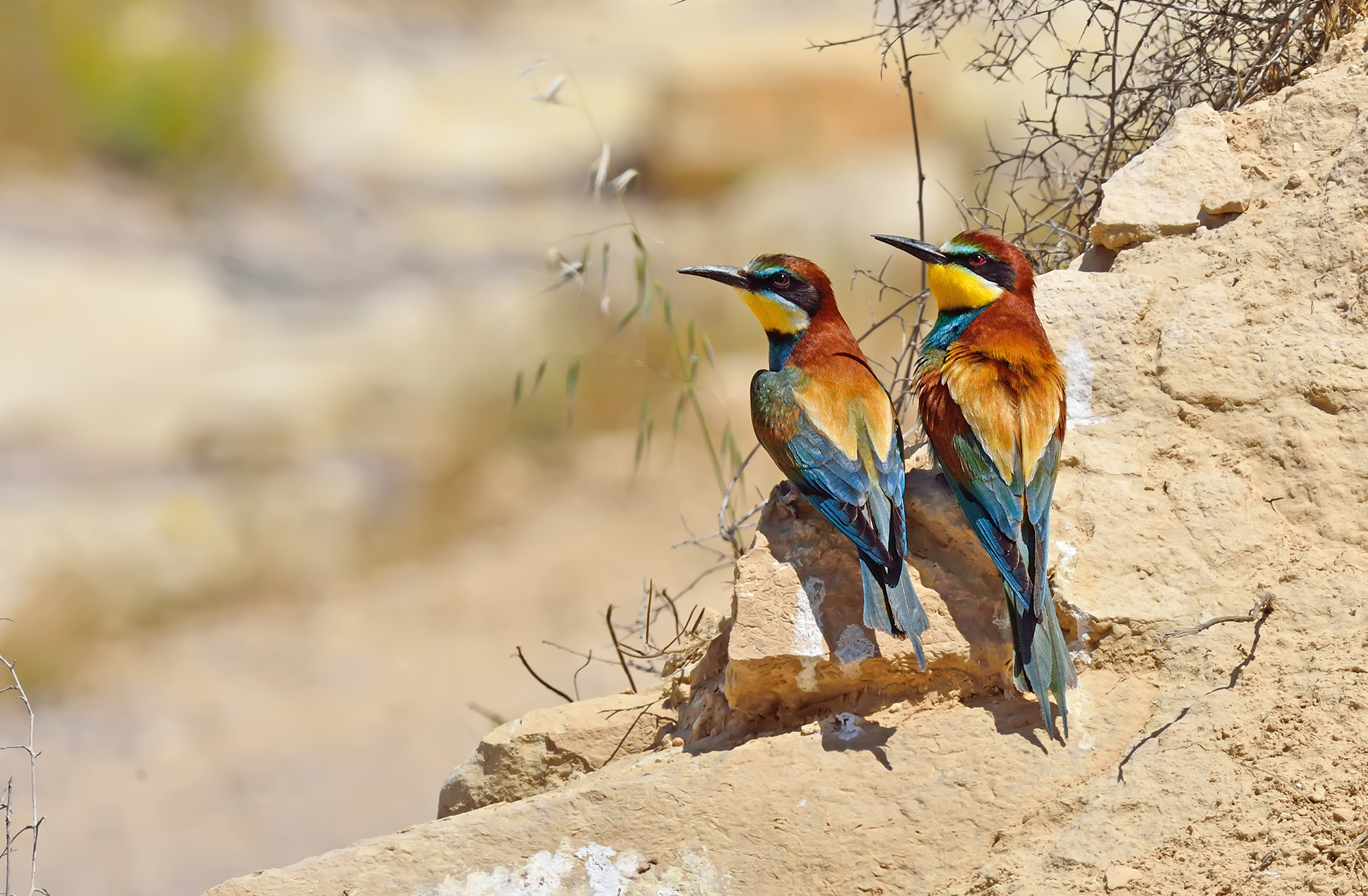 European Bee-Eater...