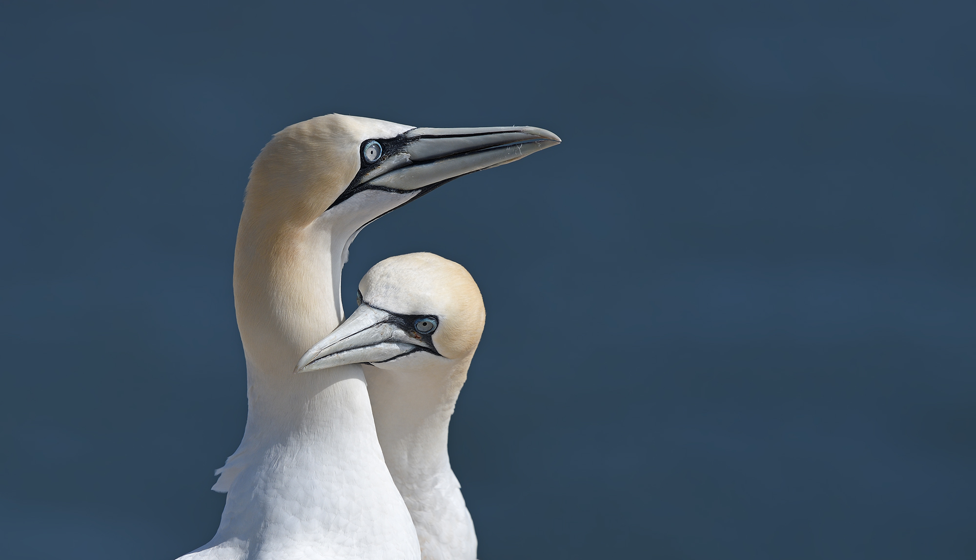 Gannet amore...