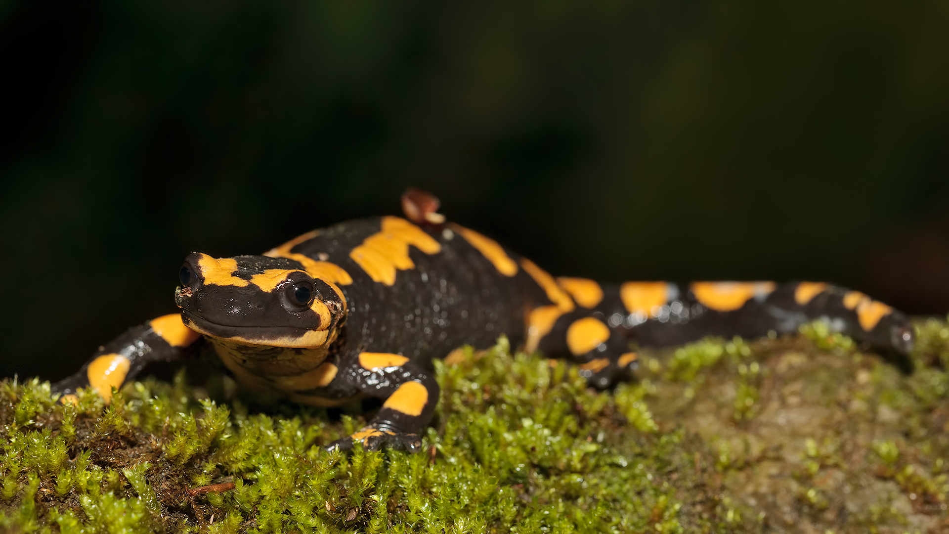 Salamandra pezzata