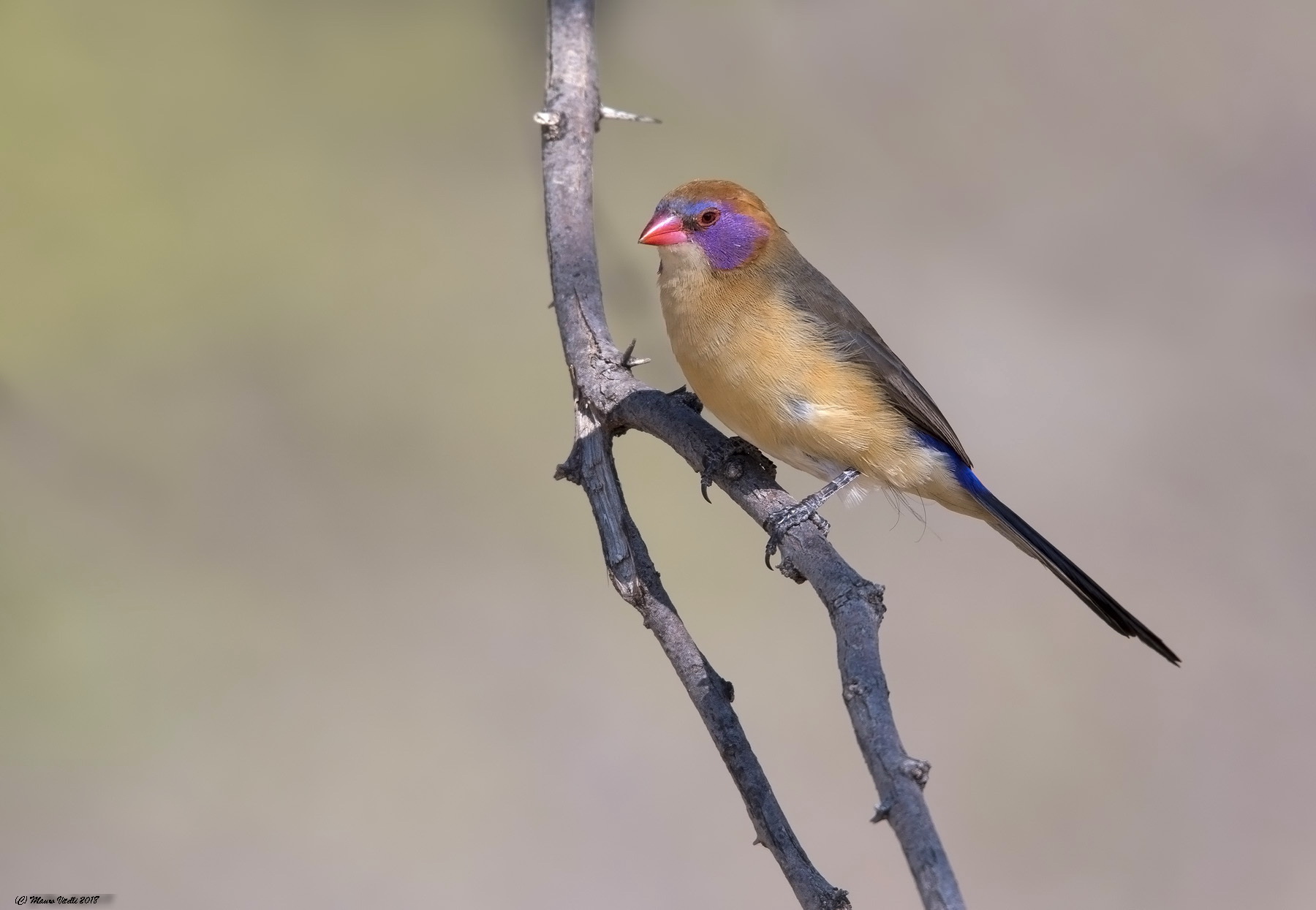 Violet-eared Waxbill (Granatina grenadine) Kalahari