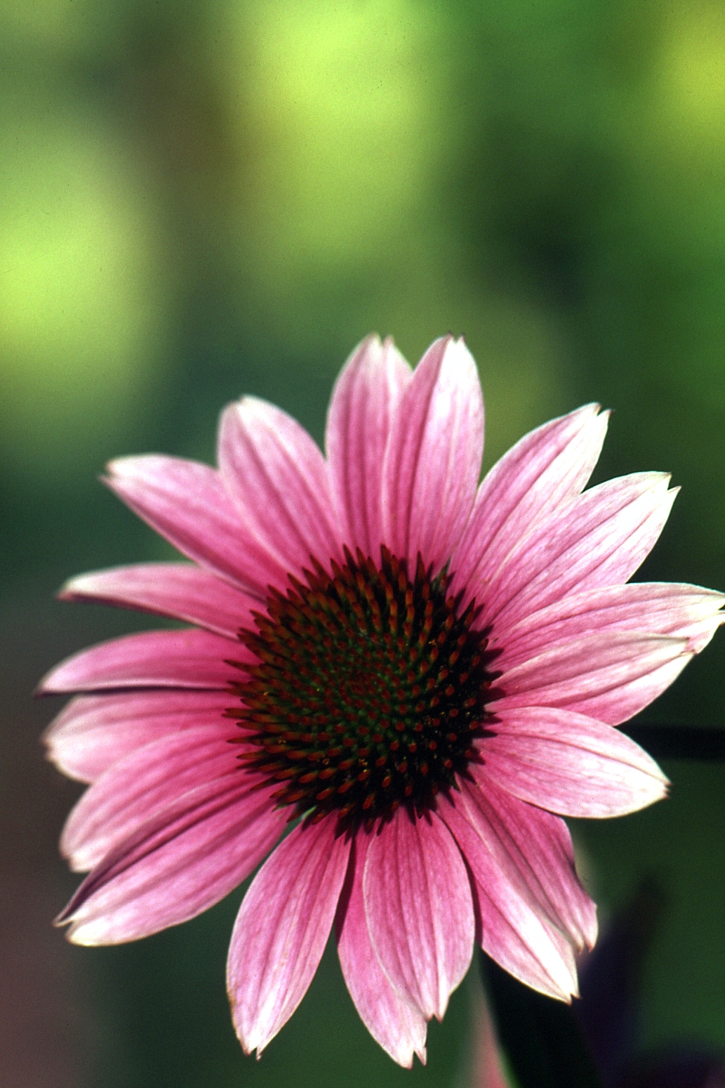 Echinacea