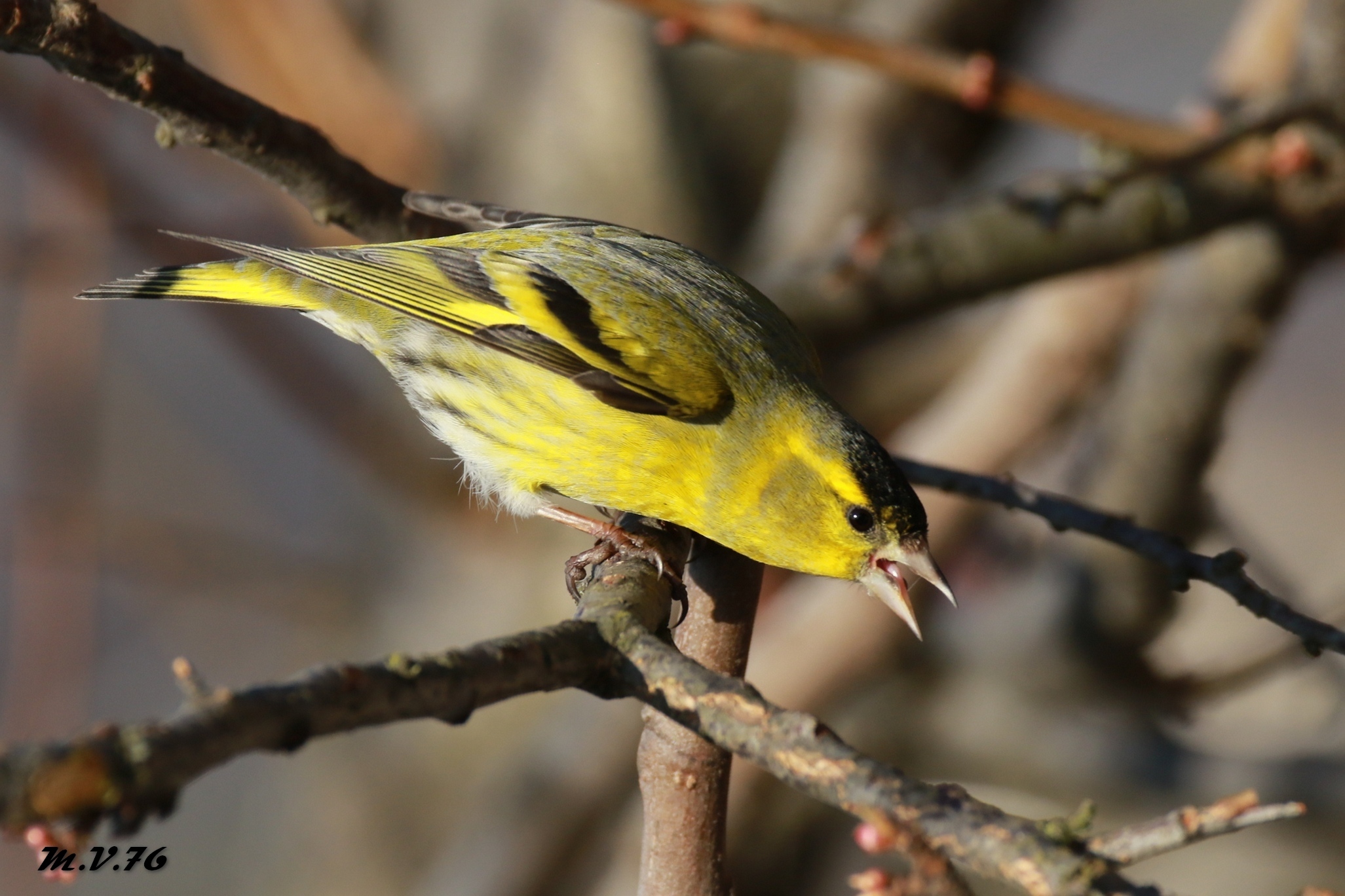Siskin