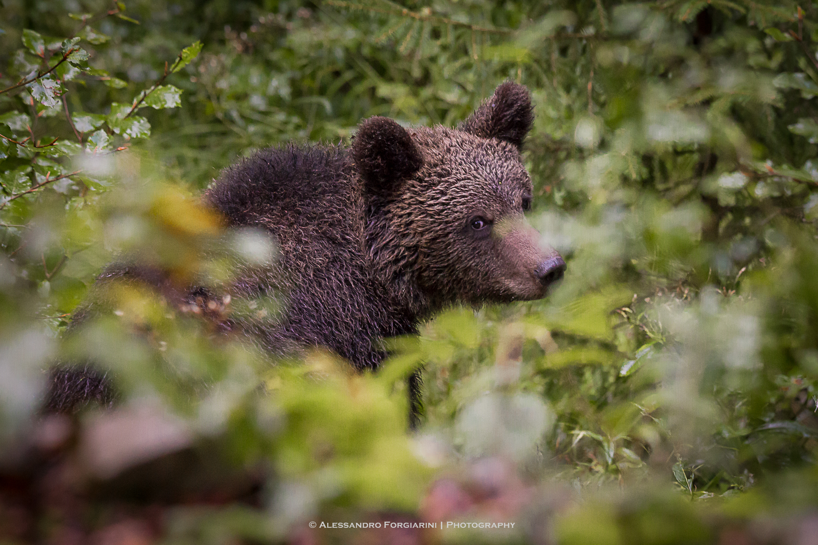 Brown bear