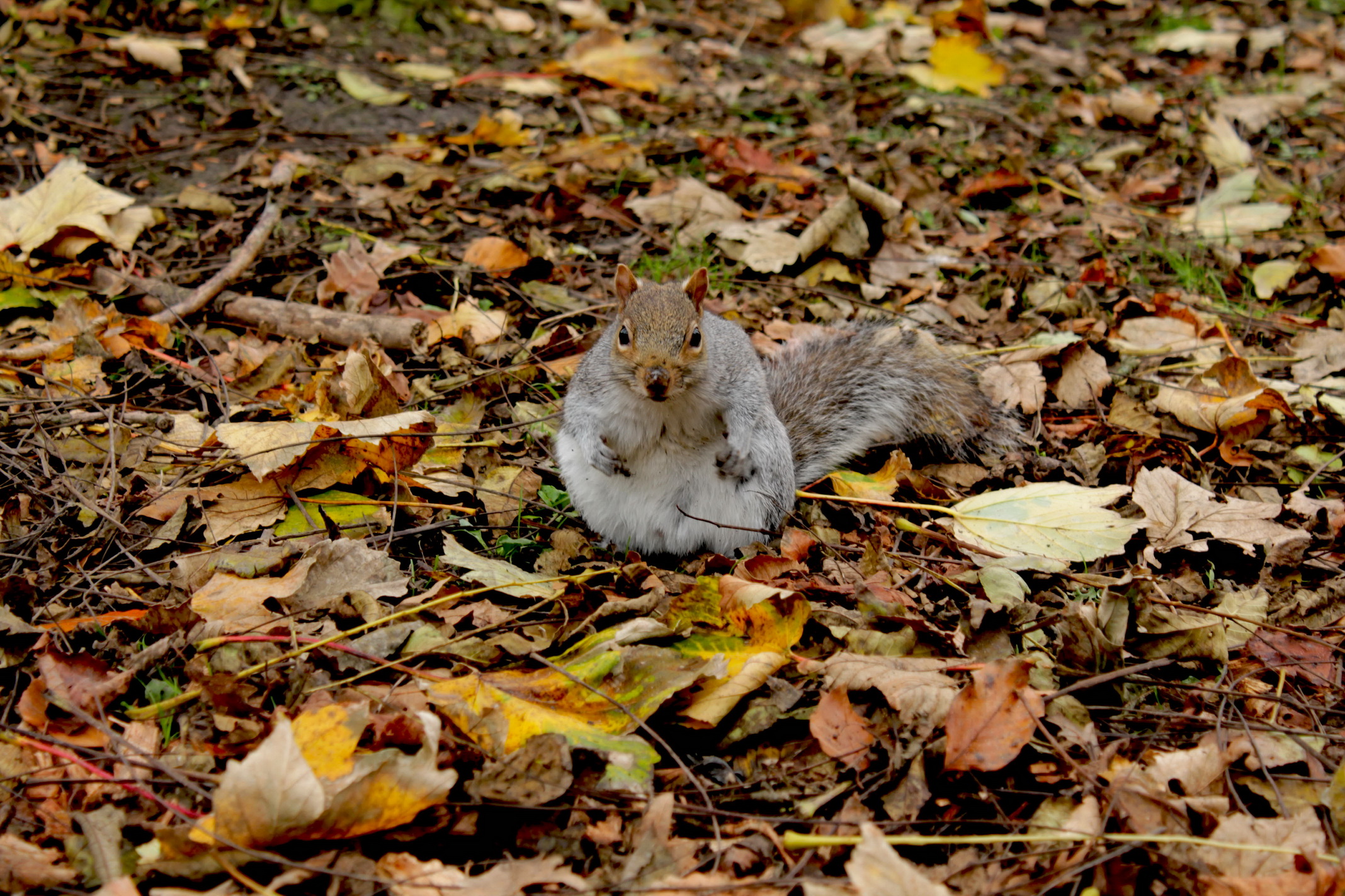 American gray squirrel