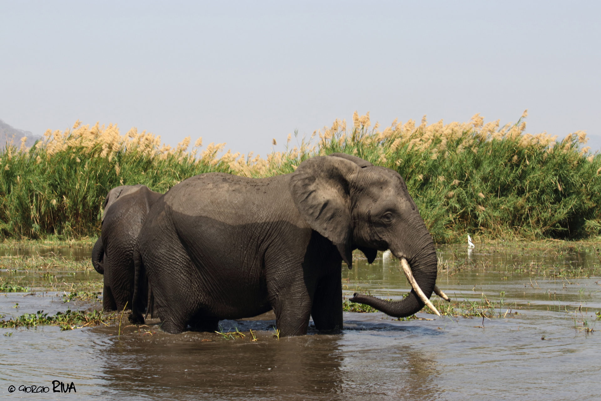 Elefante in Malawi
