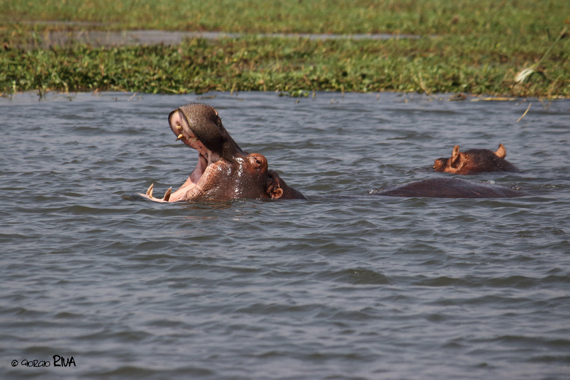 Ippopotamo in Malawi