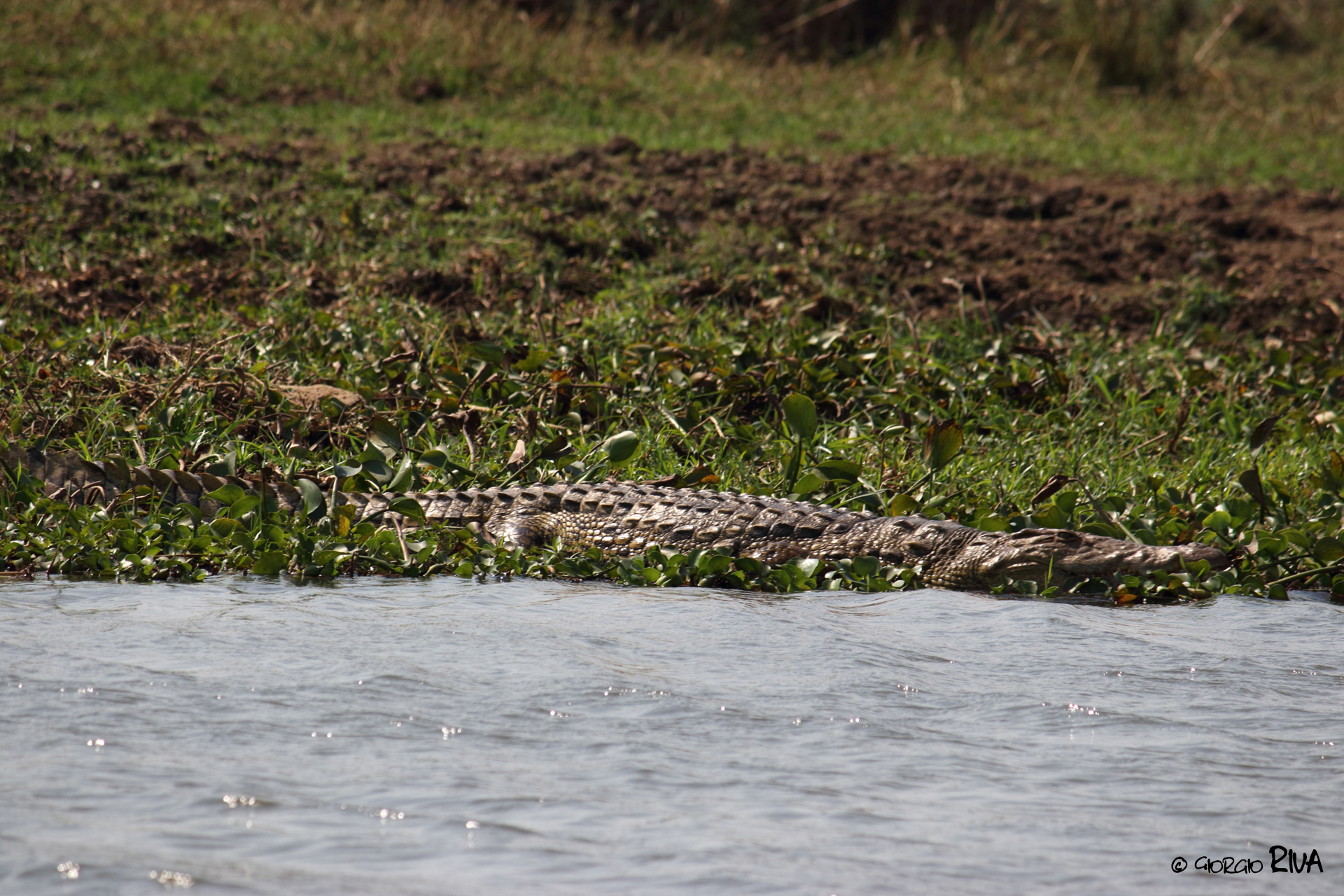 Coccodrillo in Malawi