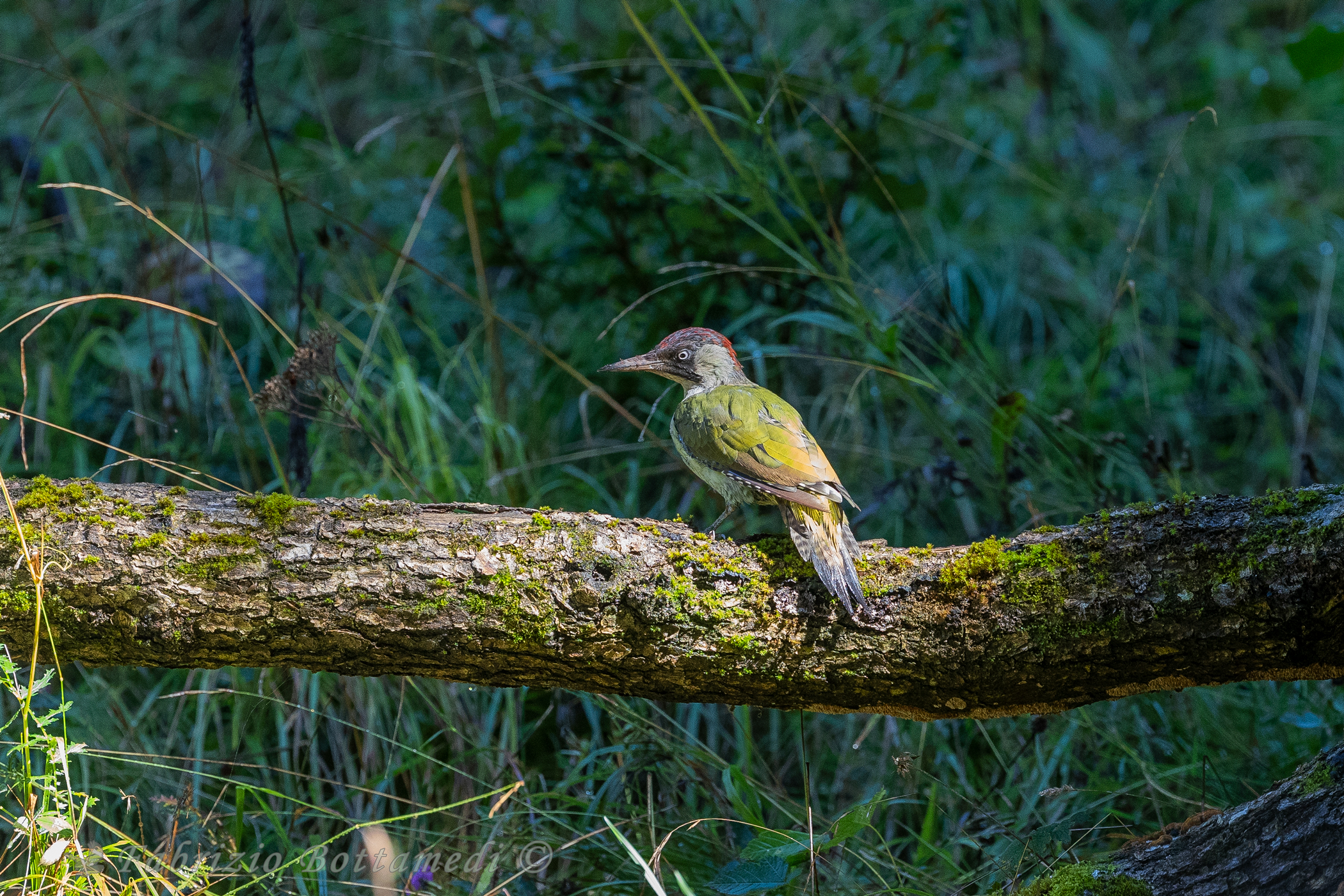 Giovane di picchio verde baciato dal sole