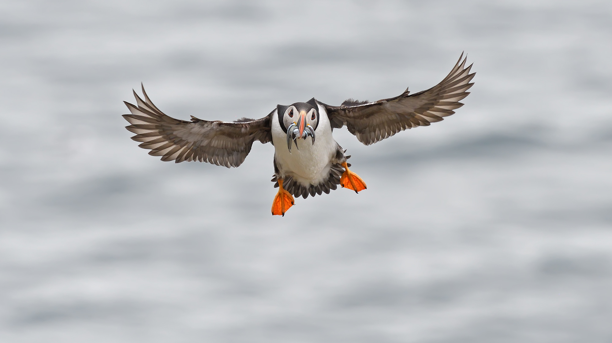 Puffin...