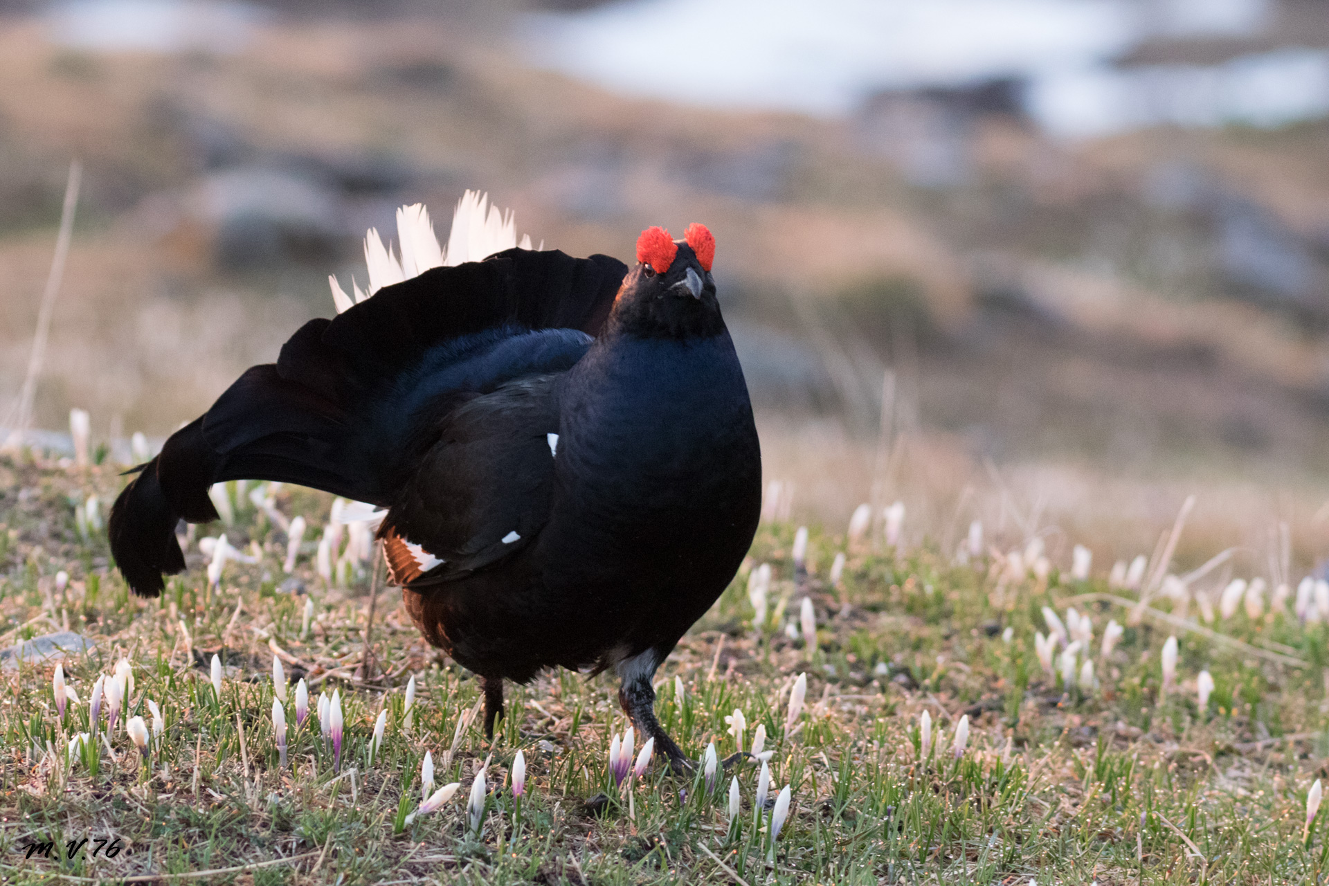 Fagiano di Monte - Gallo Forcello - Lyrurus tetrix
