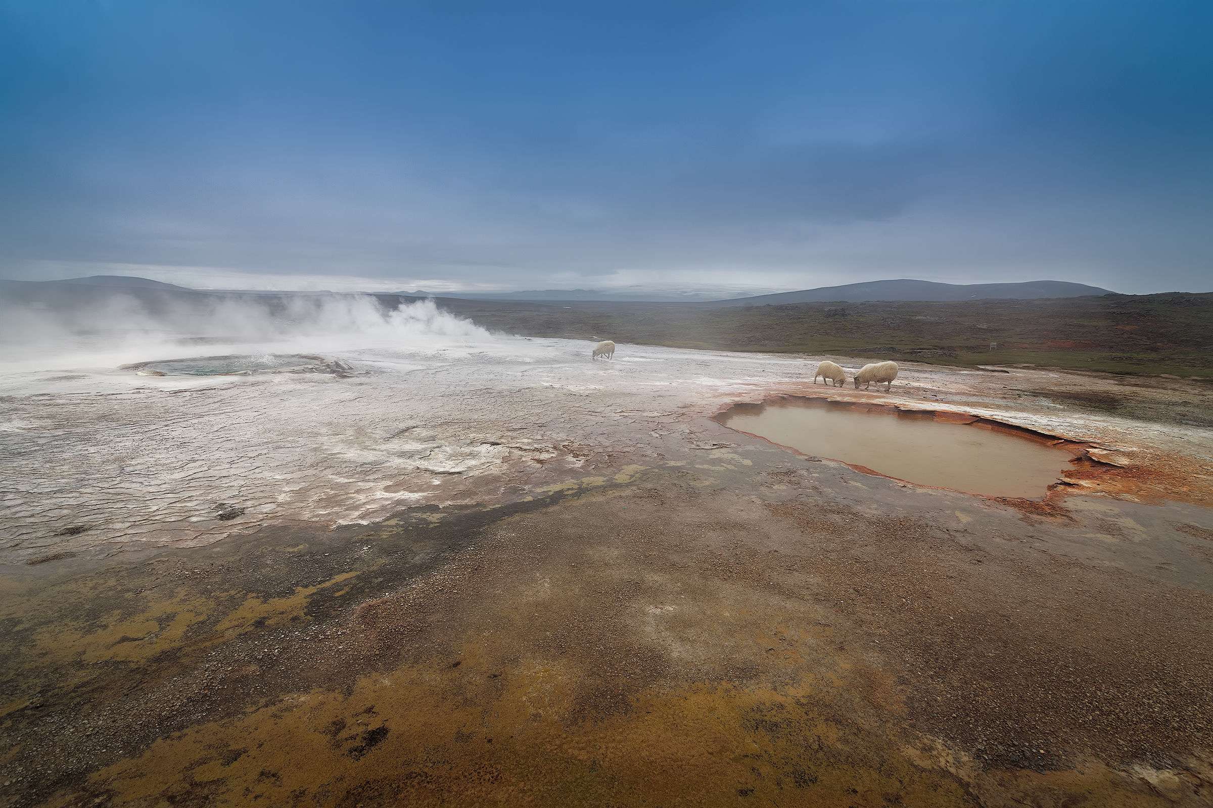 Icelandic sheep in the fog.