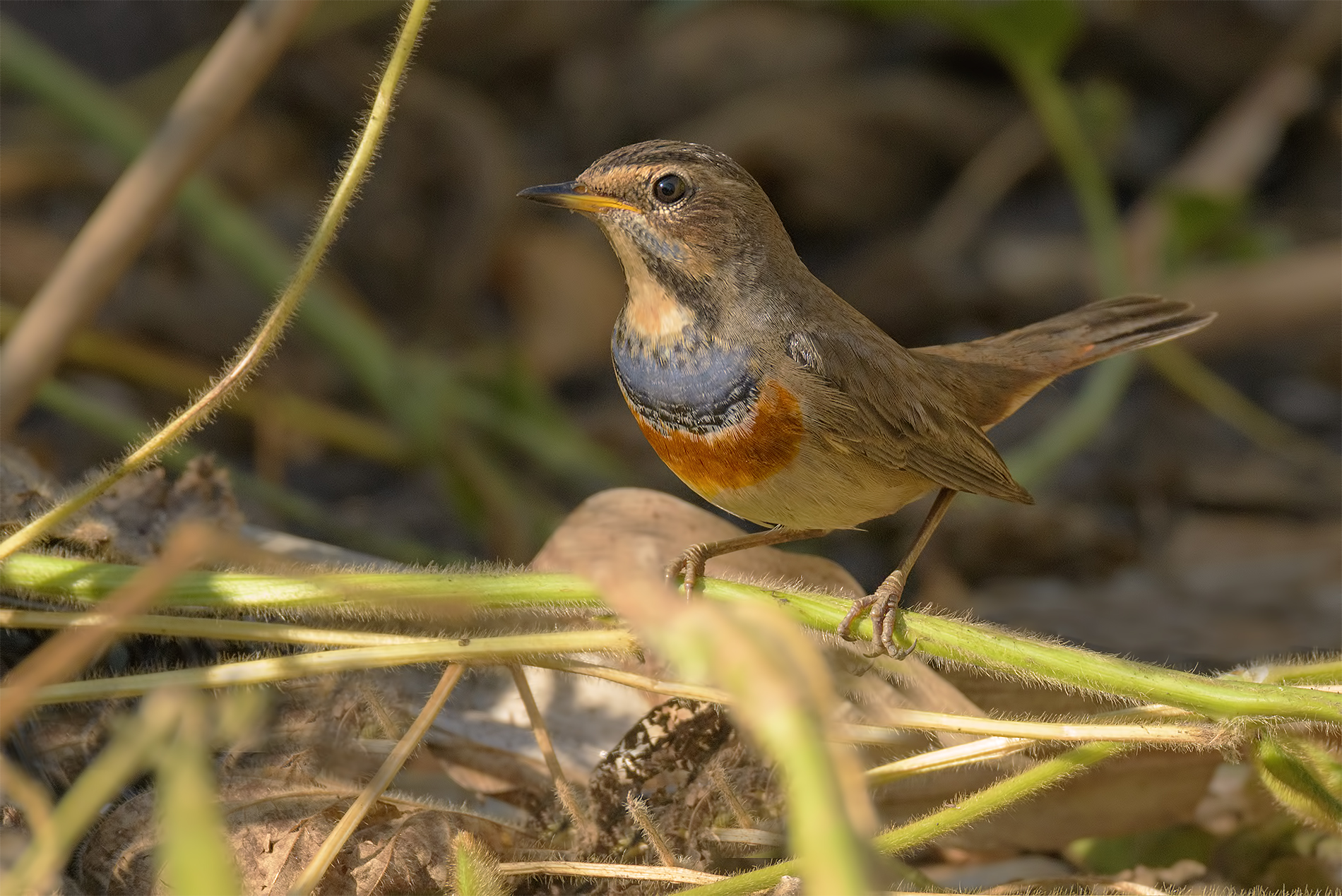 Bluethroat