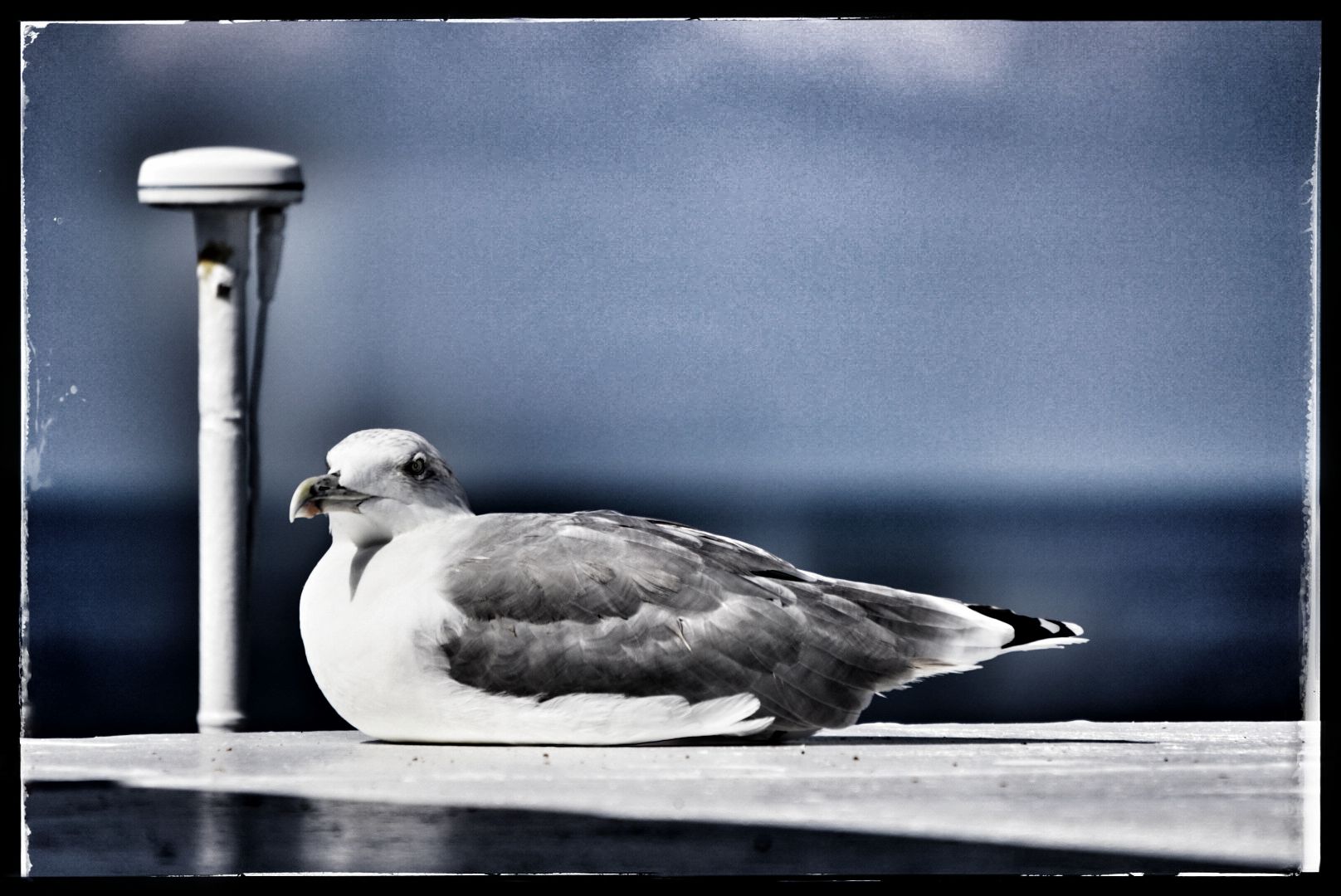 Clandestino a bordo...