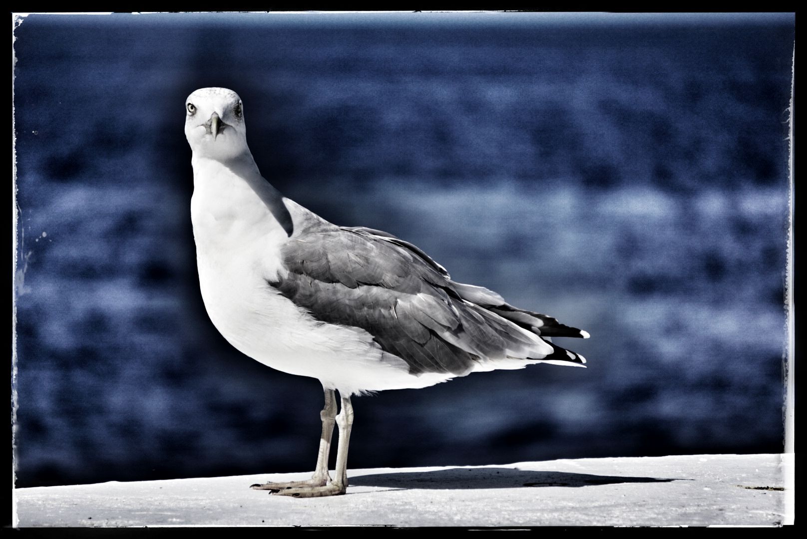 Clandestino scoperto si appresta alla fuga!