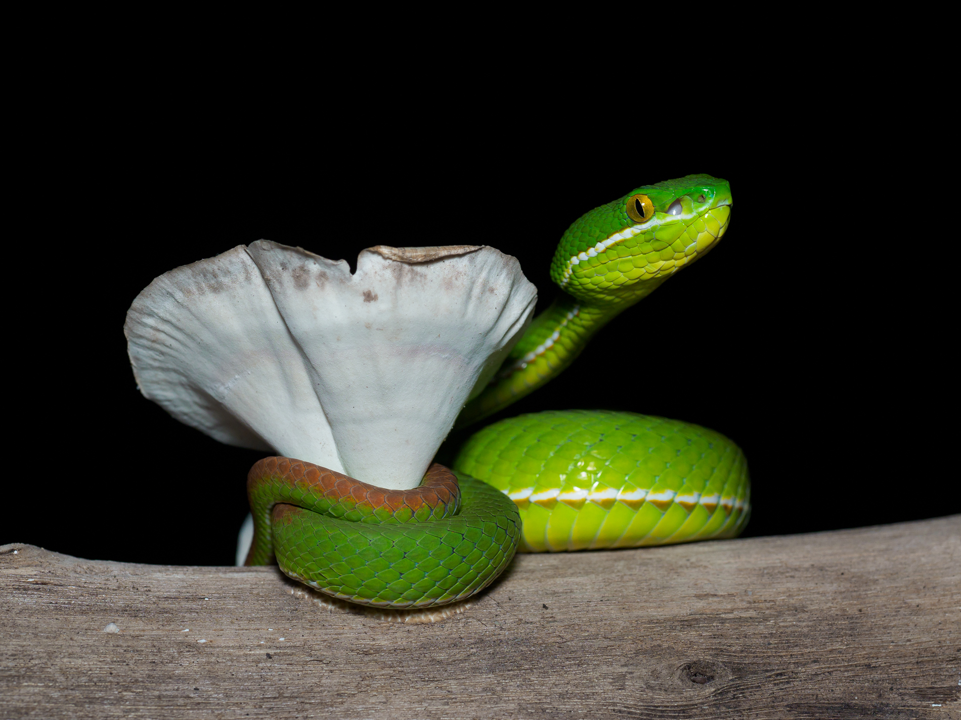 White lipped Green pit viper-2
