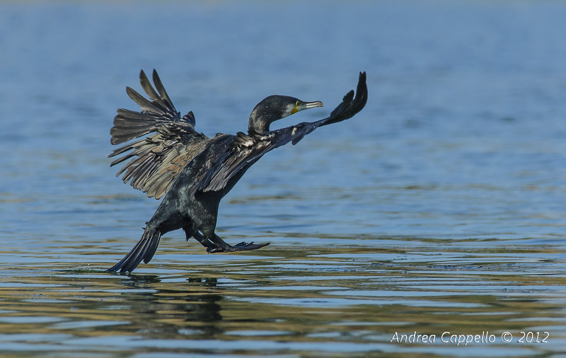cormorant landing