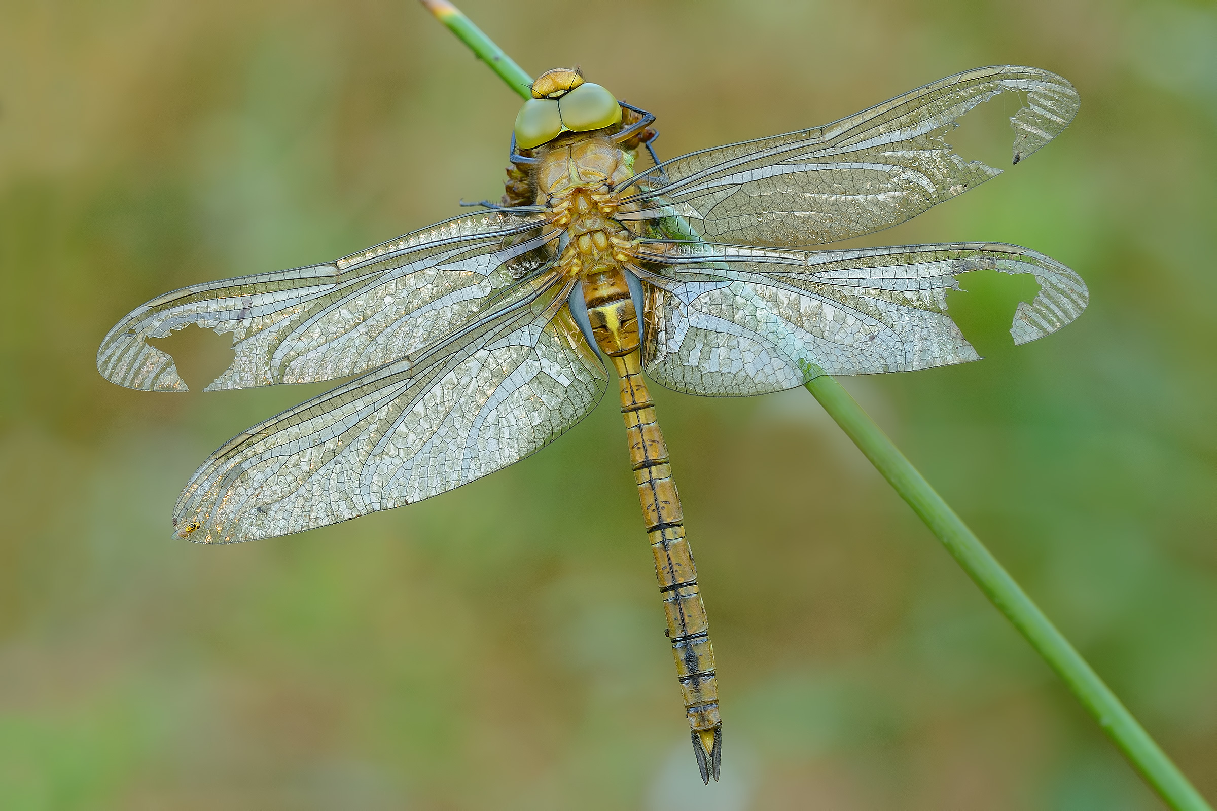 Aeshna isoceles with guest ...