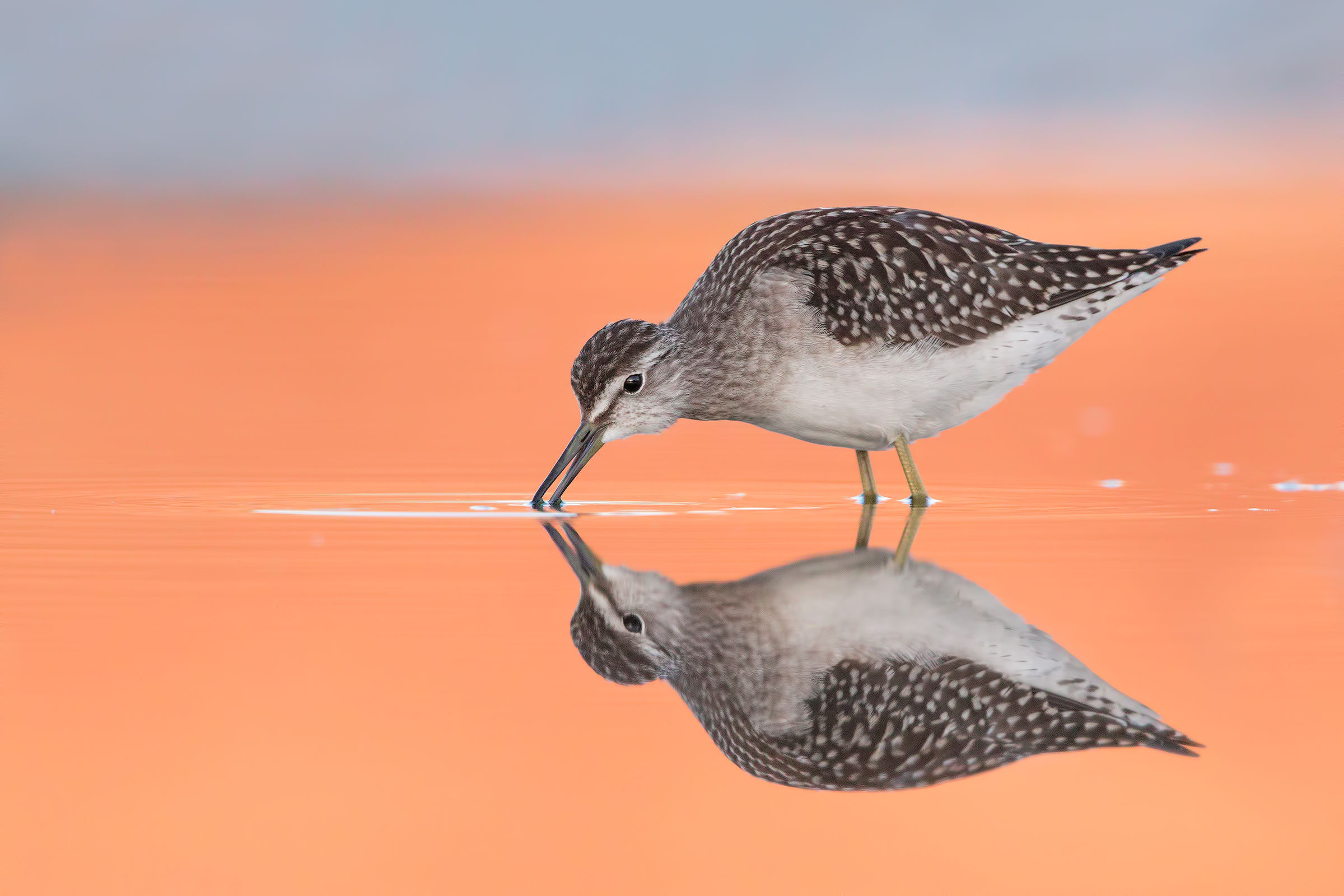 Pyro Pyro Boschereccio