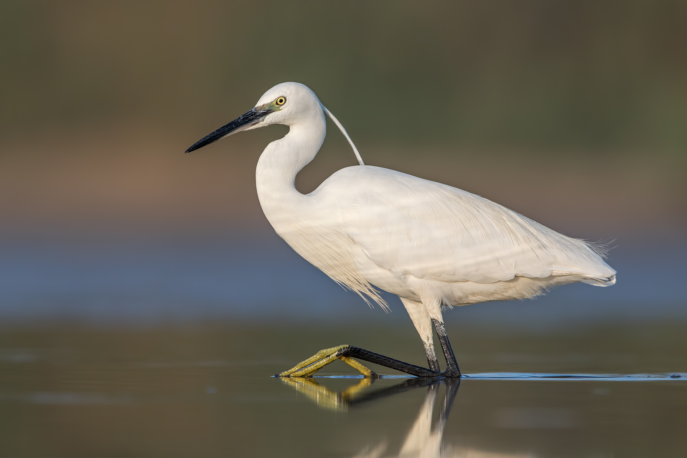 Egret