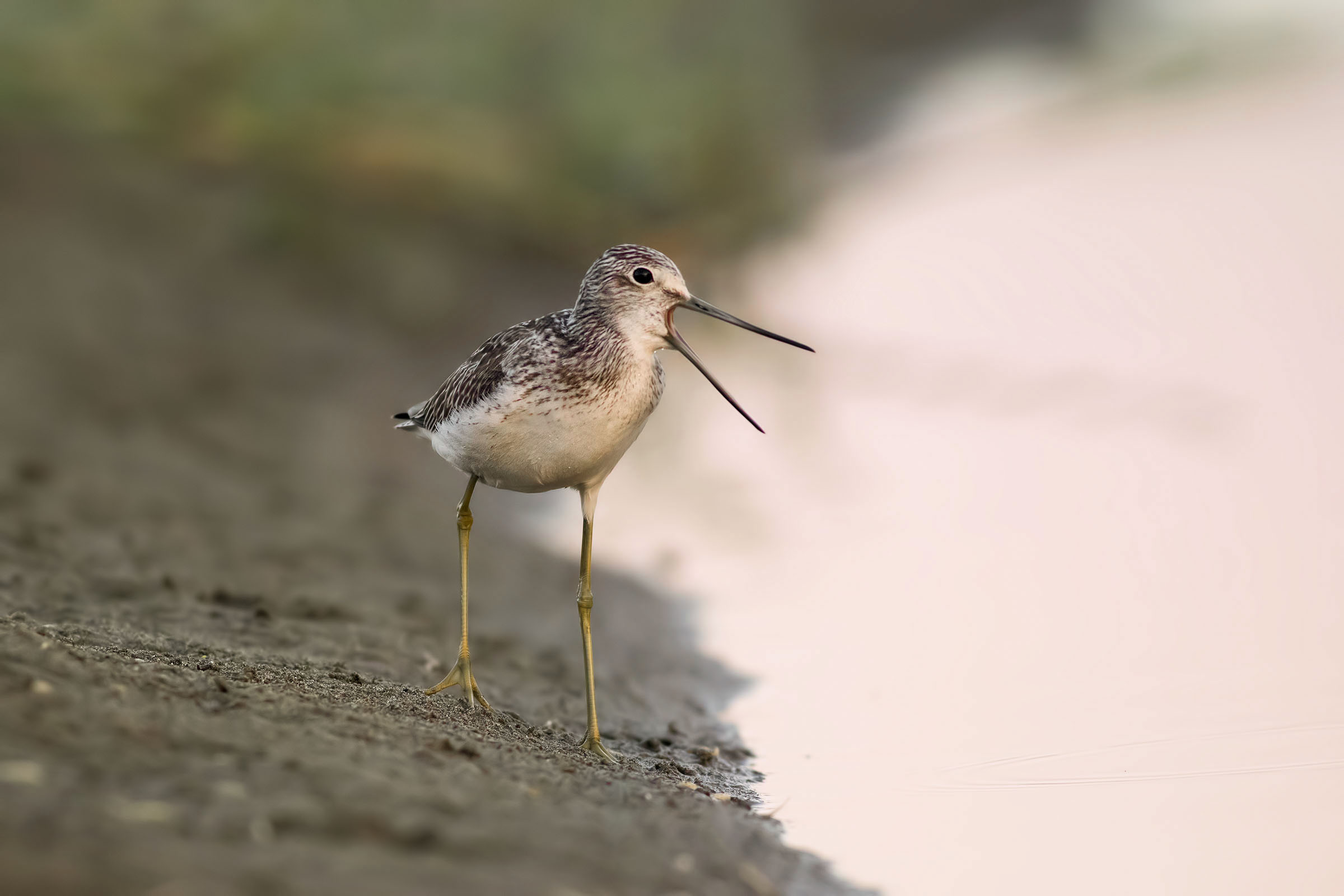 The Scream of the Pantana