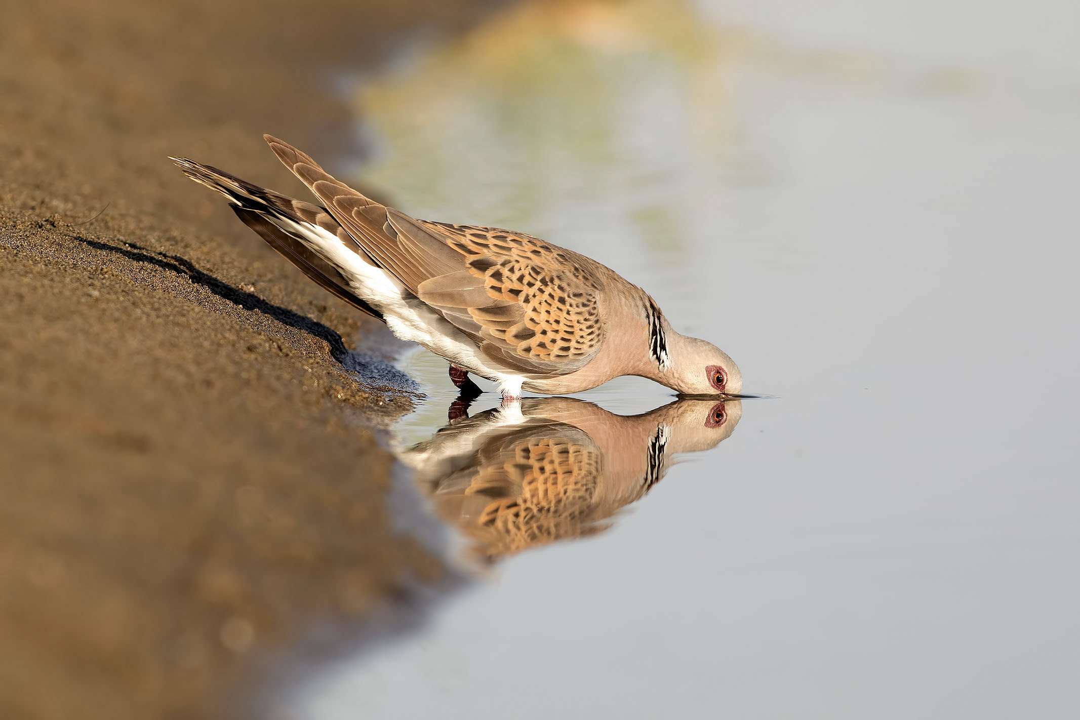 Thirsty Wild Dove