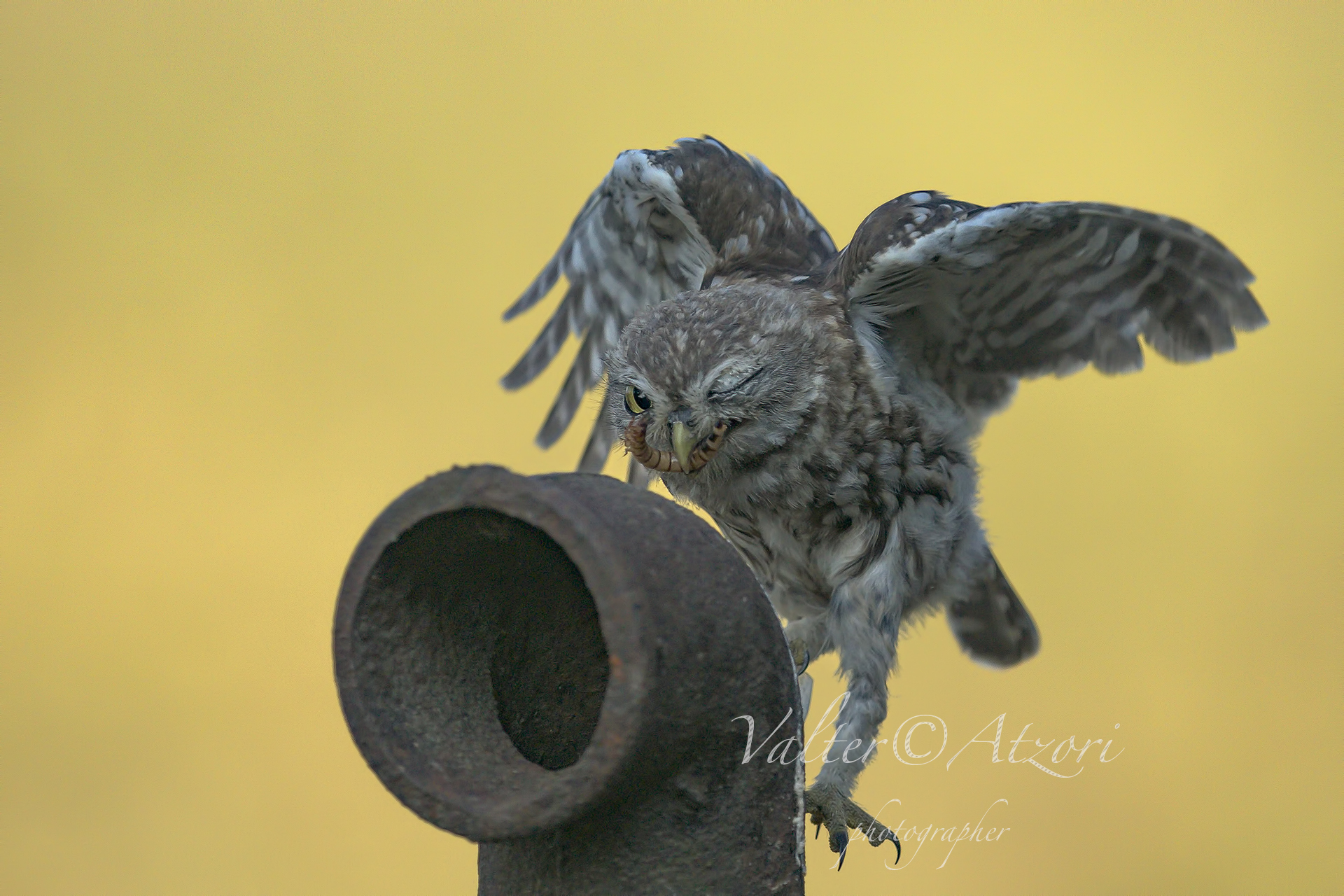 Grazie, ma ce la posso fare
