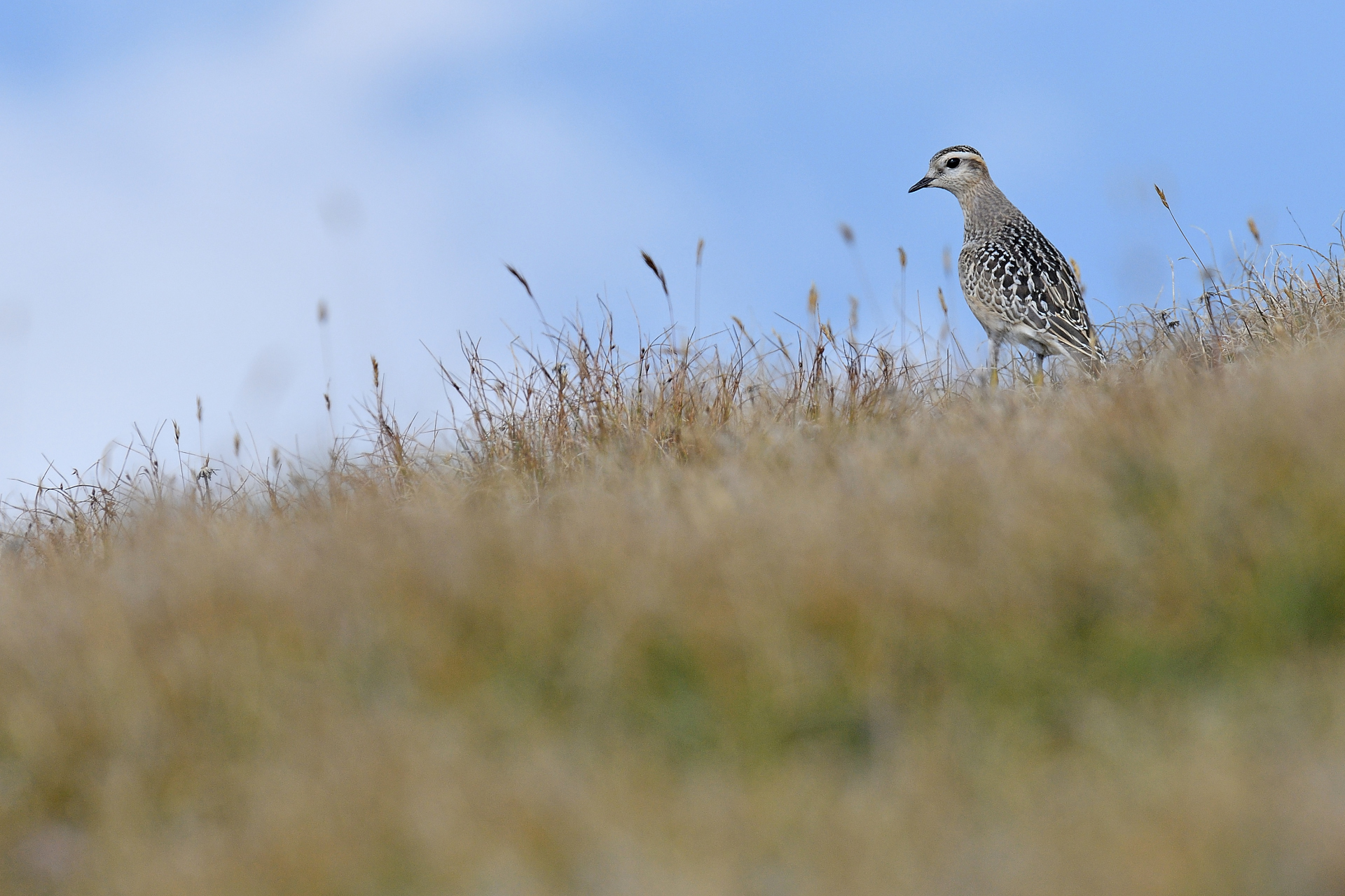 Ploviere Dotterel 2