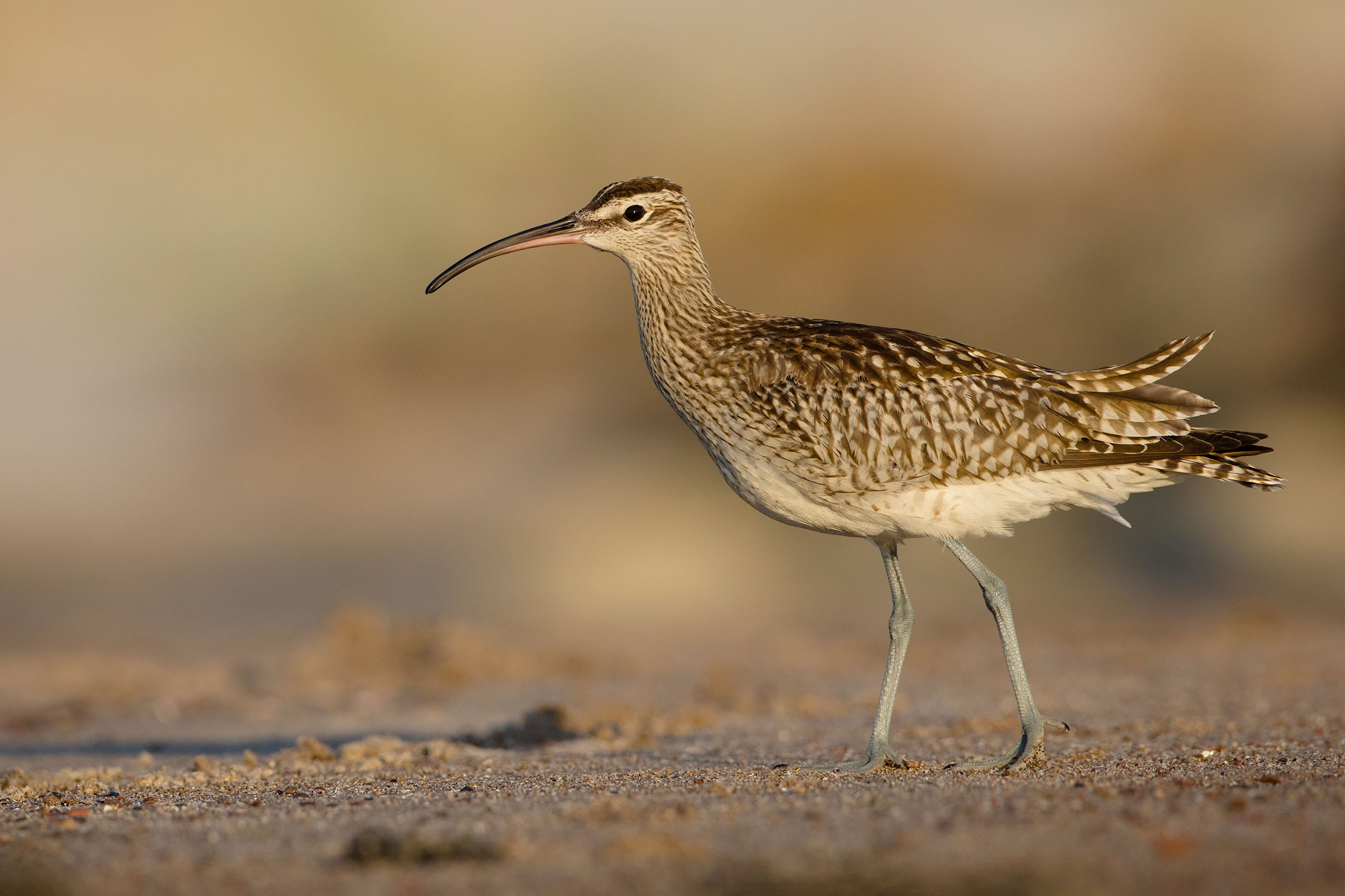 Whimbrel