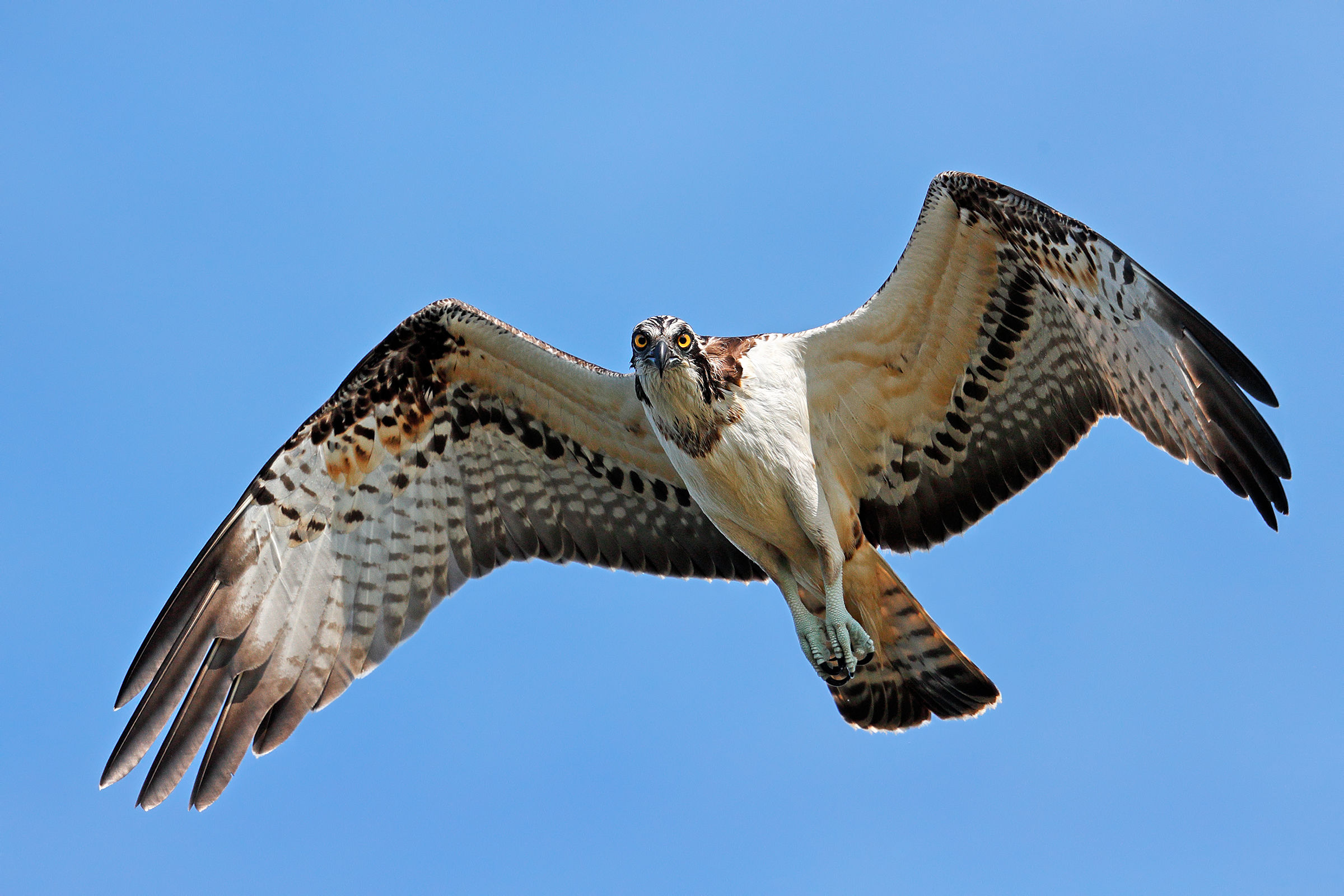Sguardo in camera - Falco Pescatore