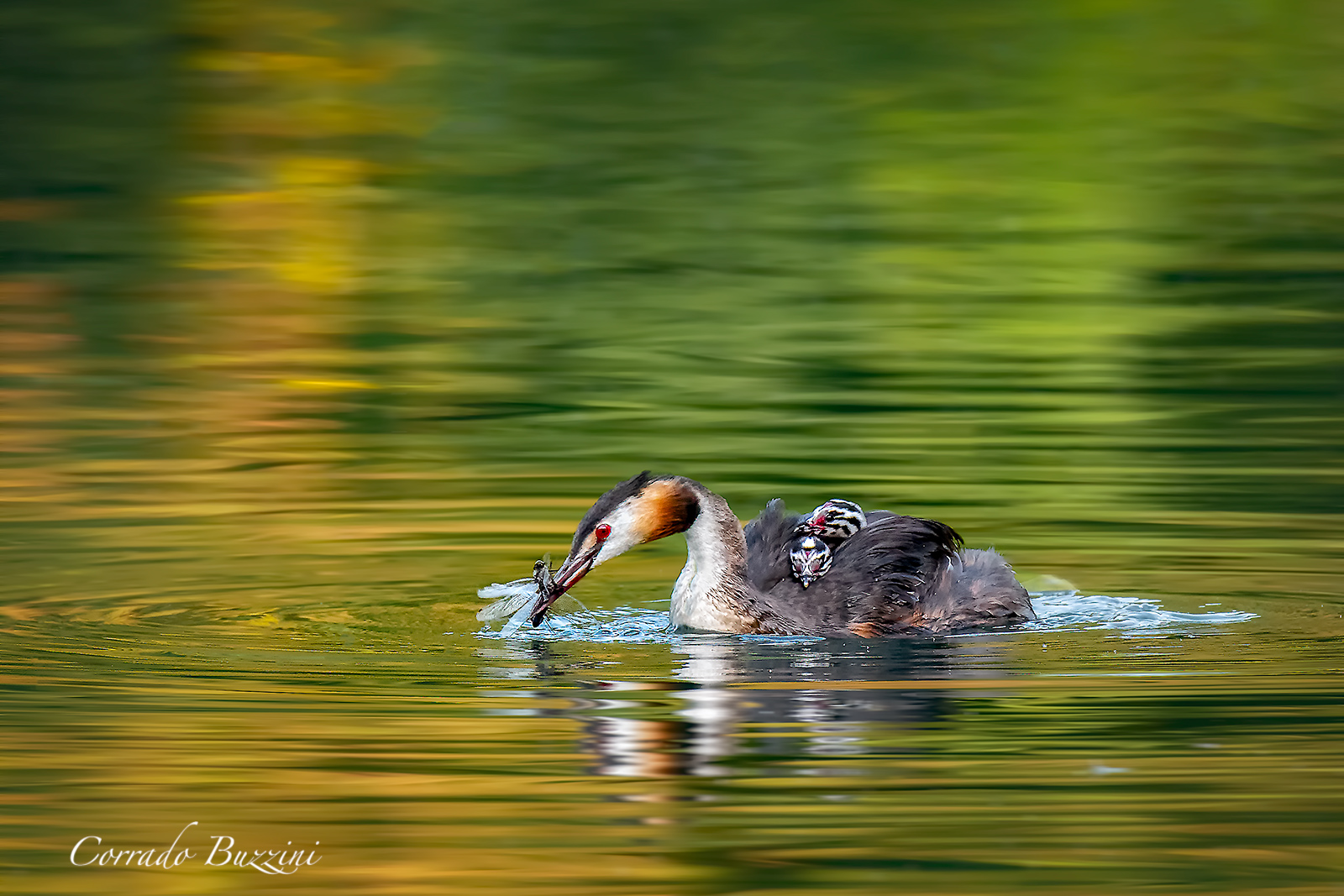 Grebe and Dragonfly