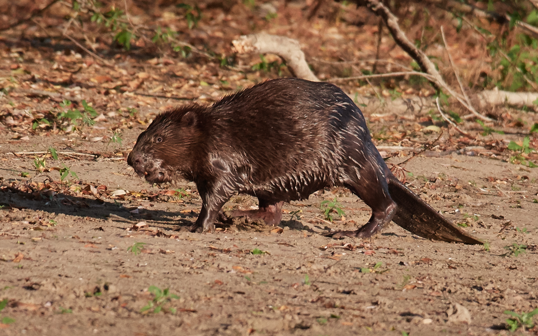 Beaver dopo una nuotata.